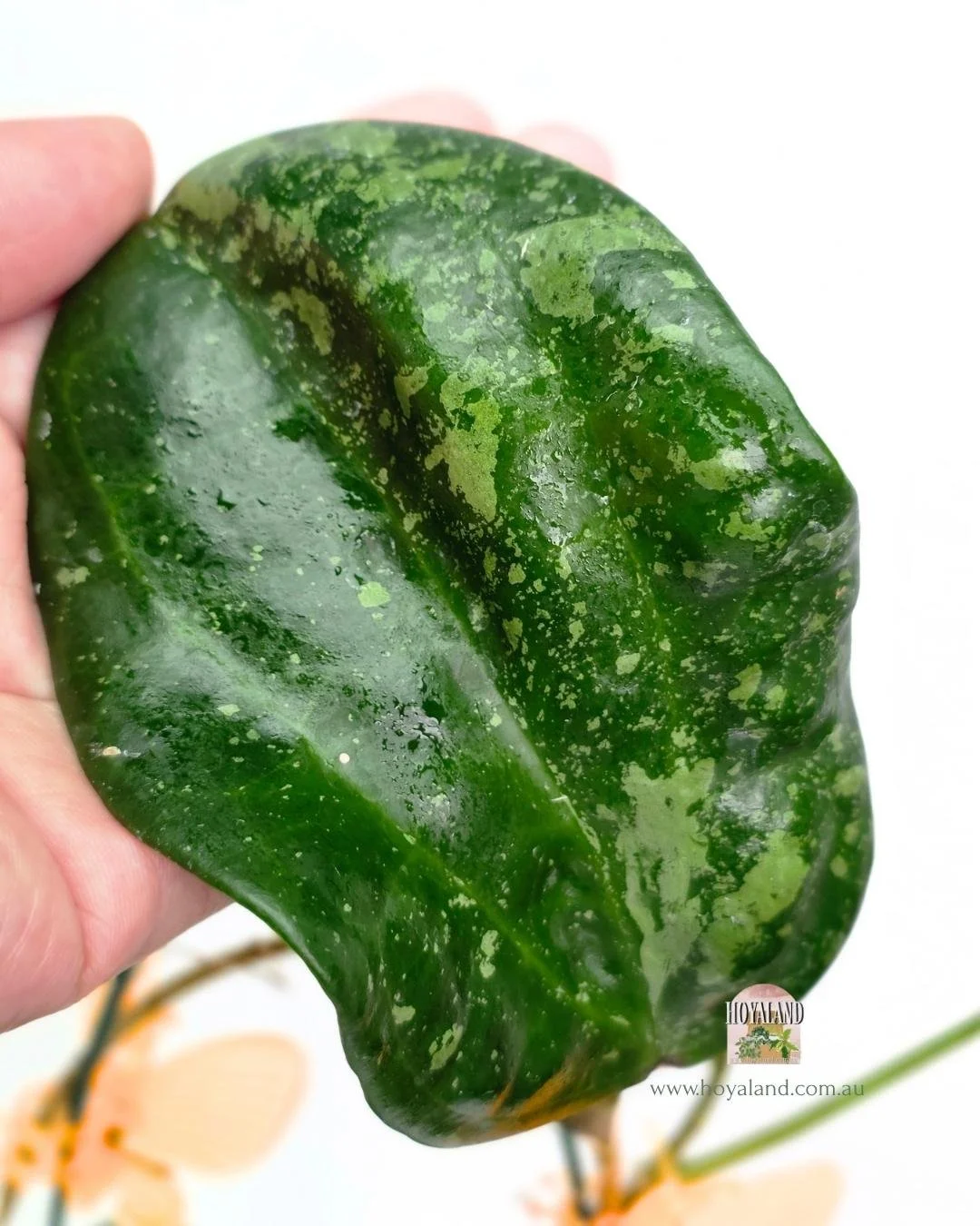 Hoya latifolia silver splash (4).jpg