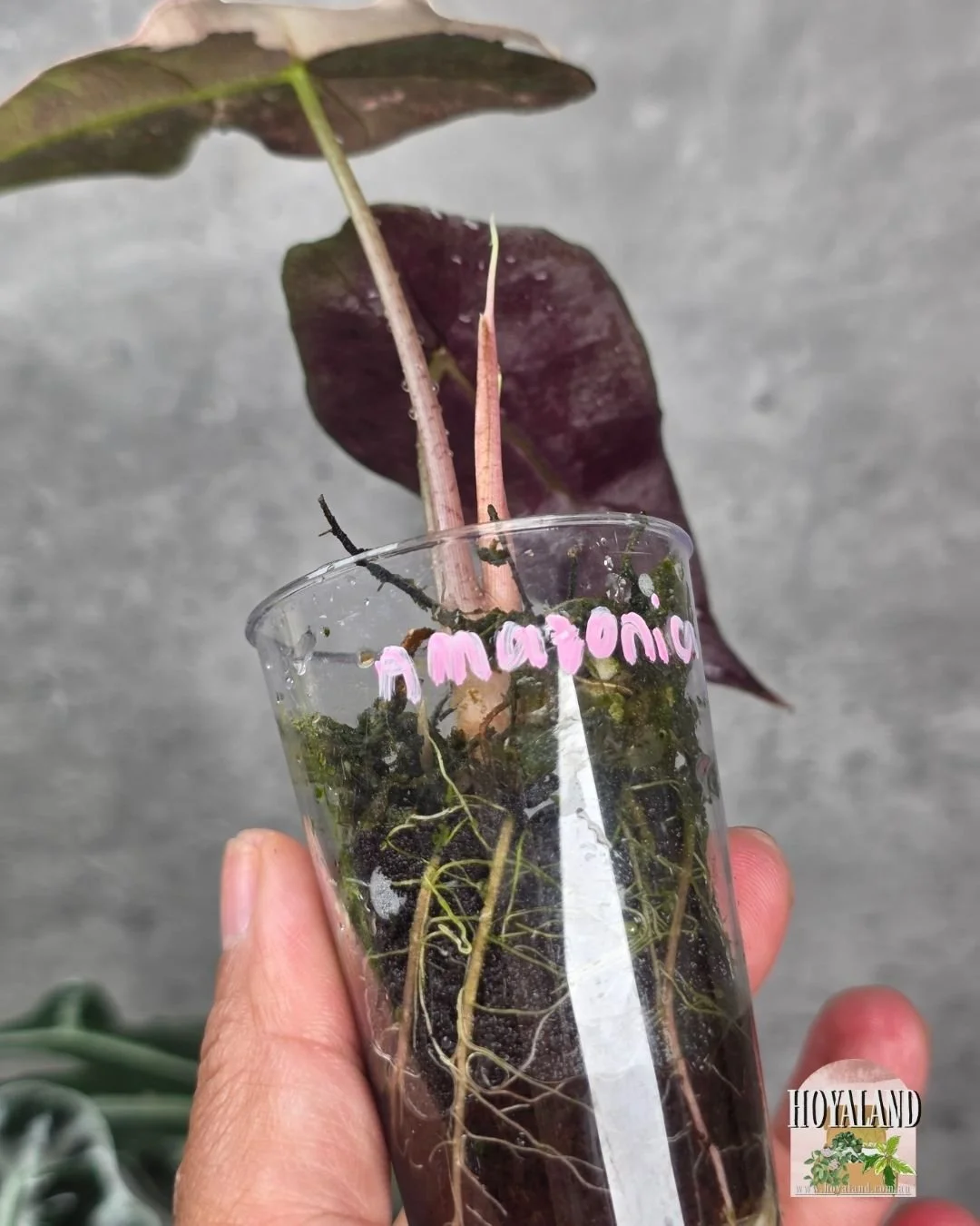 Alocasia Amazonica non tc corm A (2).jpg