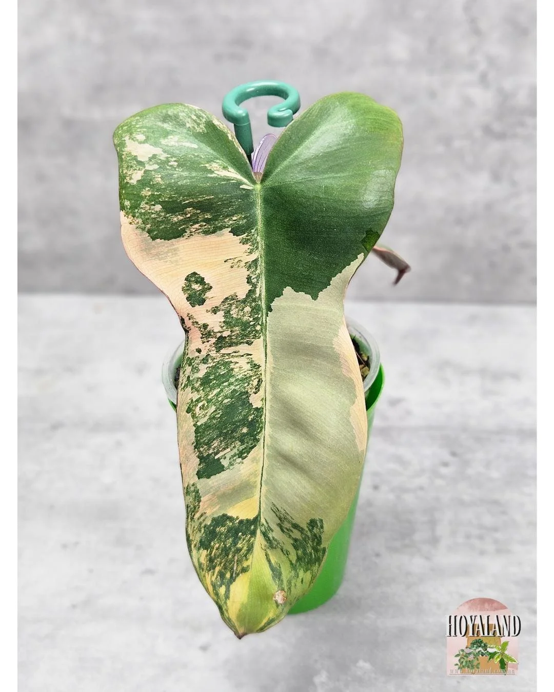 Philodendron Brown Beauty (4).jpg