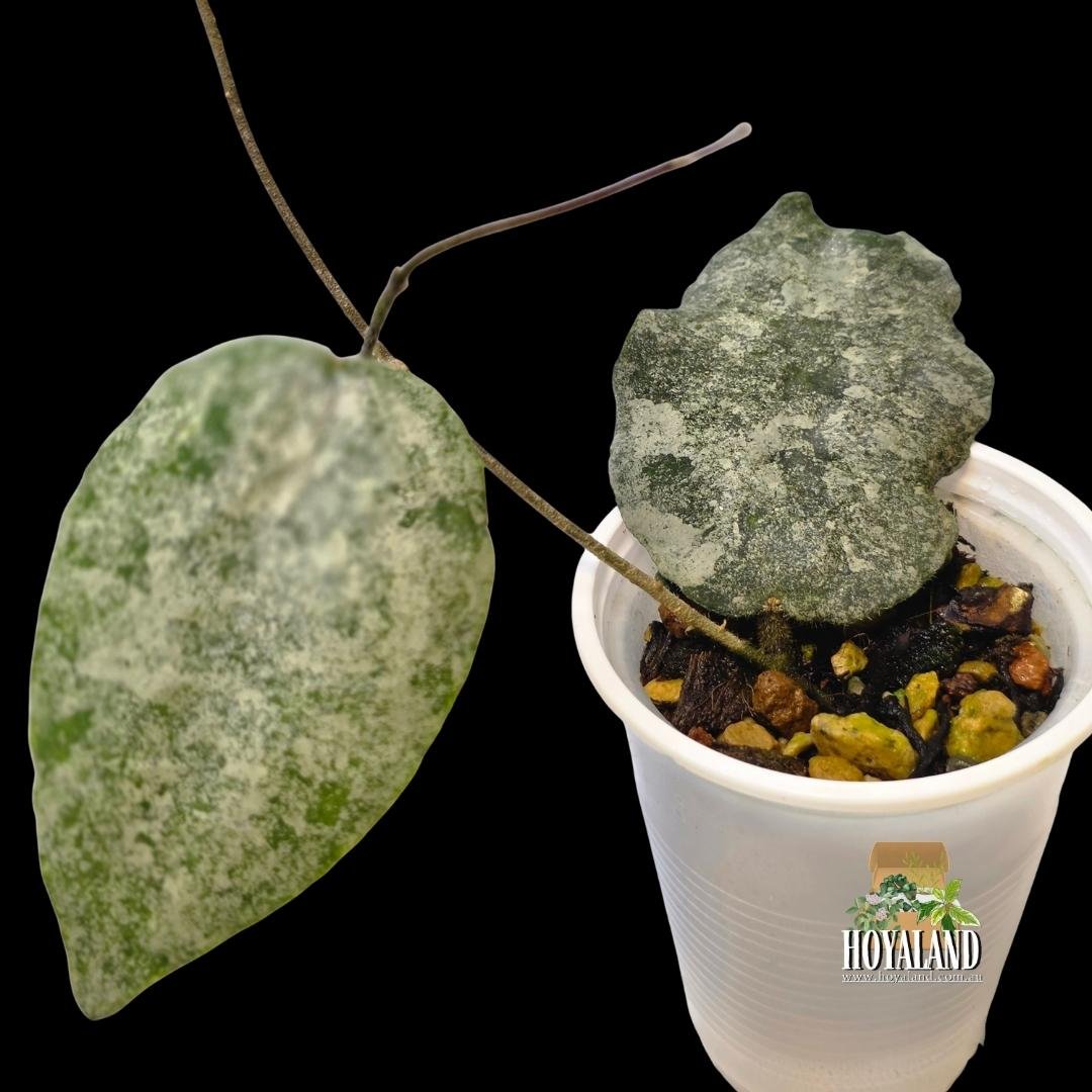 Hoya caudata silver (1).jpg