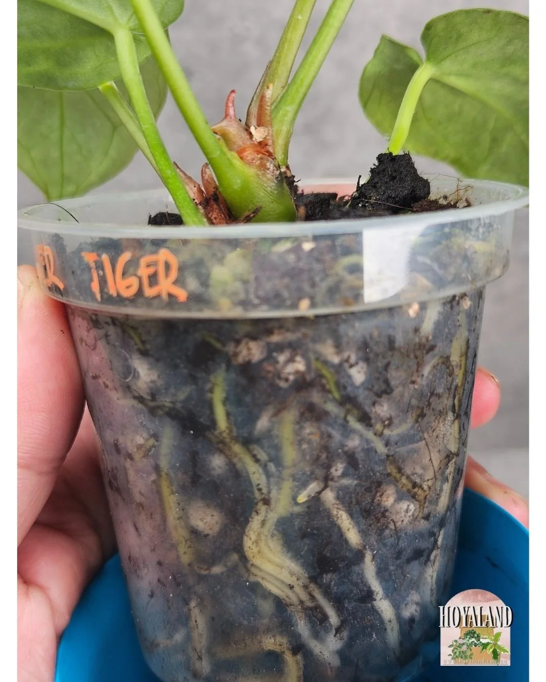 Anthurium silver tiger (11).jpg