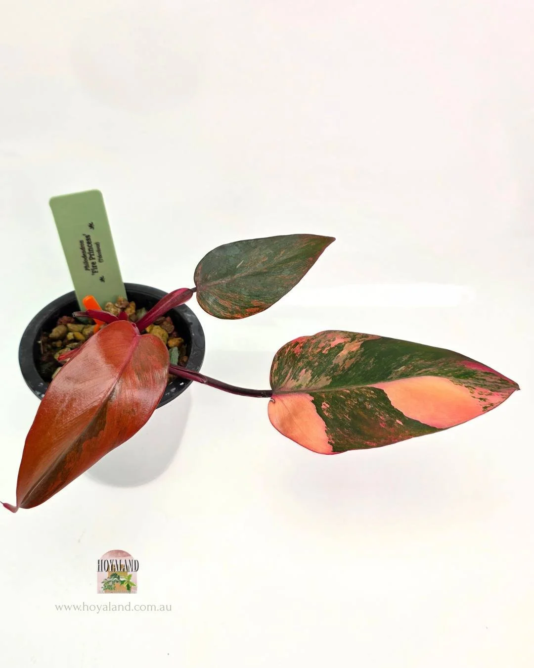 Philodendron Fire Princess (2).jpg