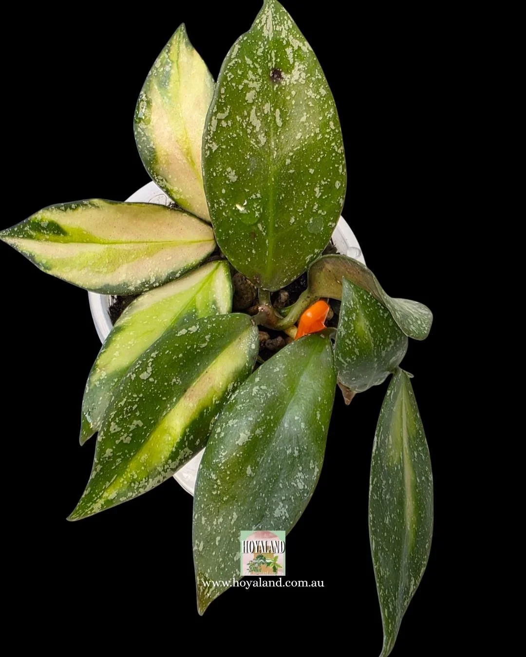 Hoya nabawanensis variegata 2 (1).jpg