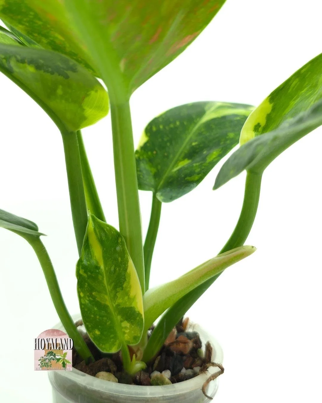 Philodendron green congo var (2).jpg