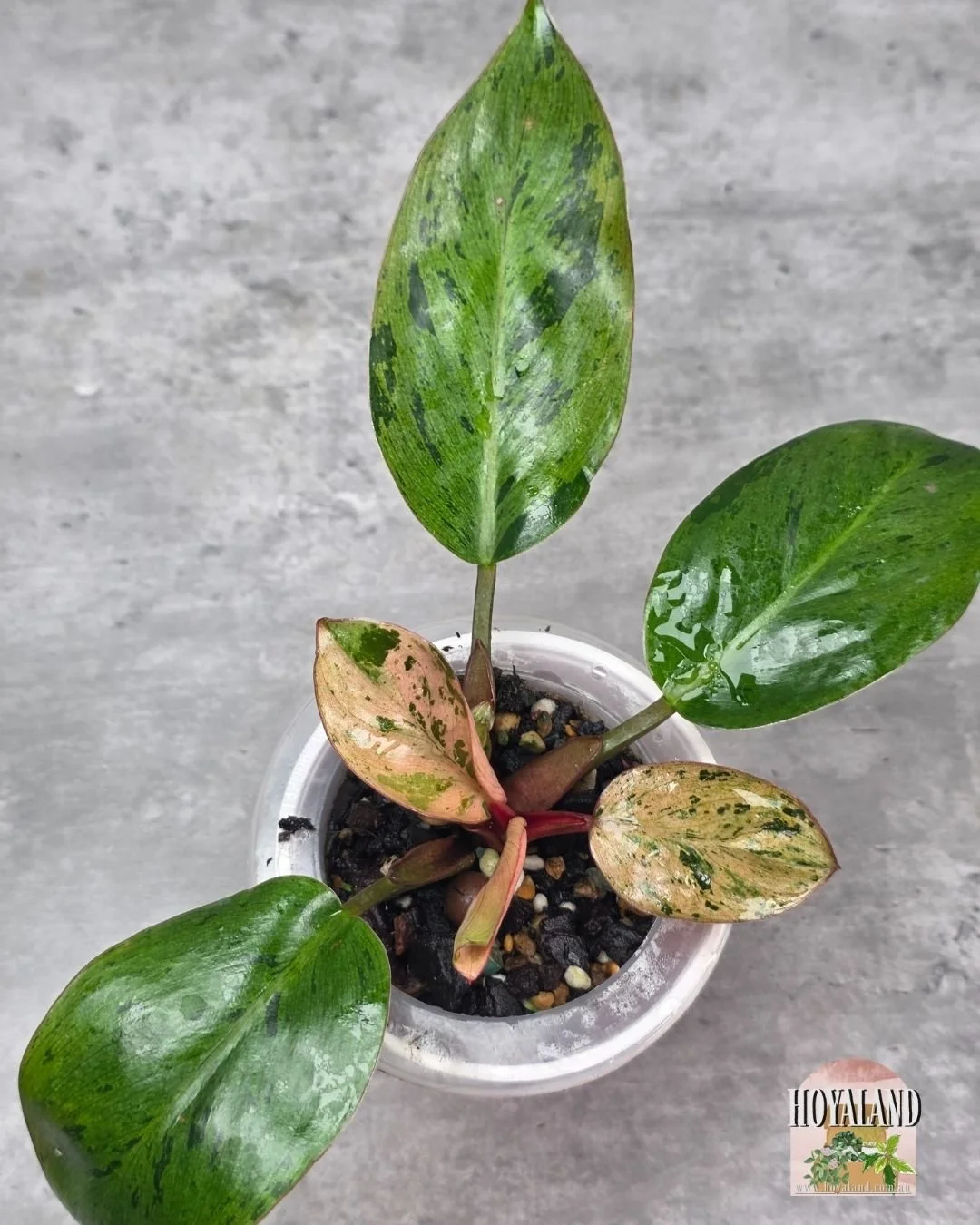 Philodendron mint congo dwarf variety.jpg