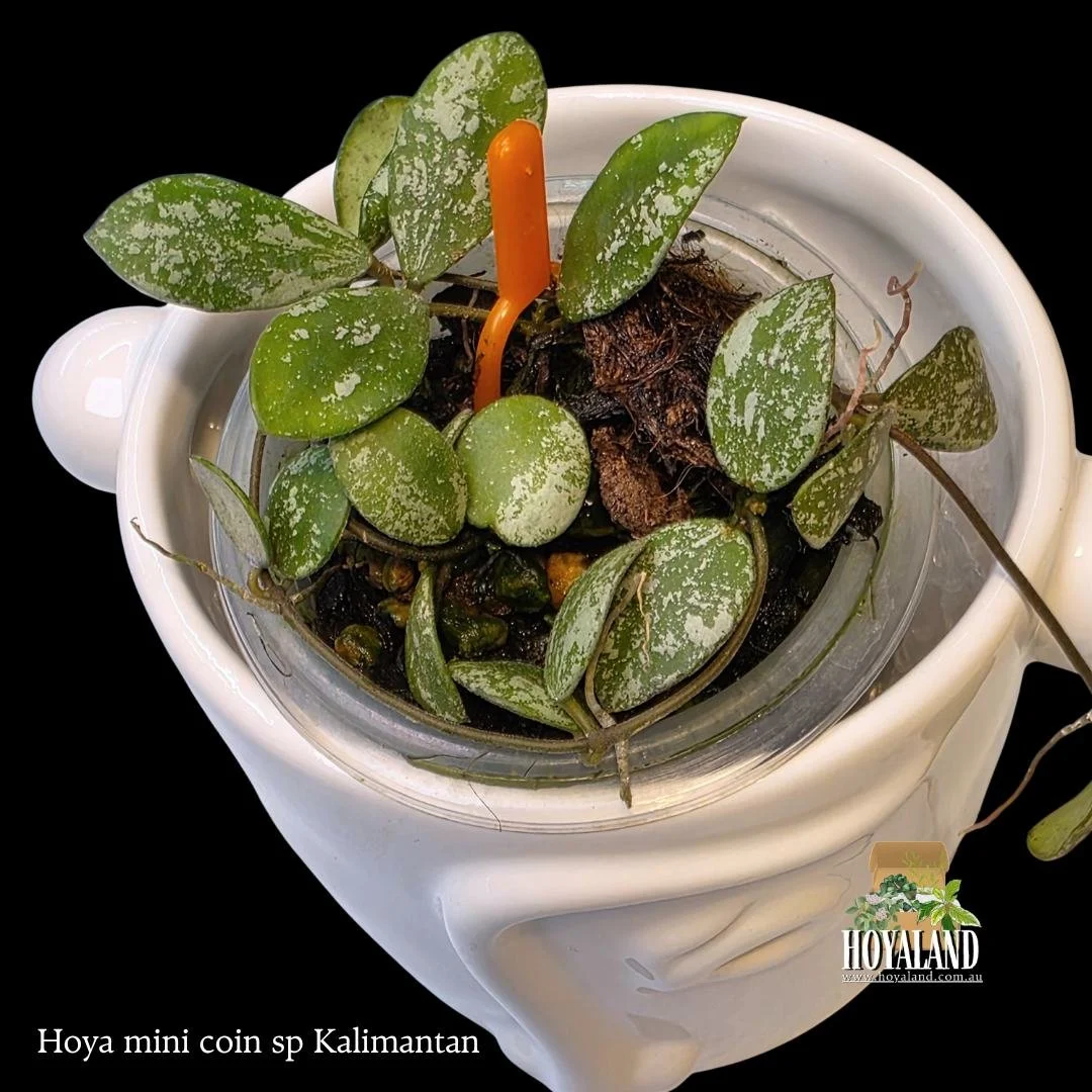 Hoya mini coin kalimantan (6).jpg