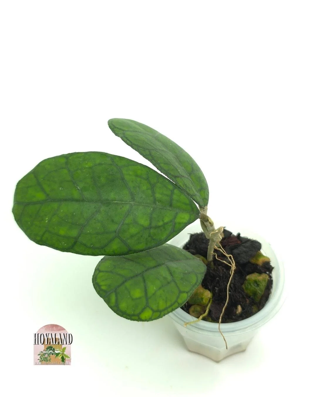 Hoya AH 021 B (4).jpg