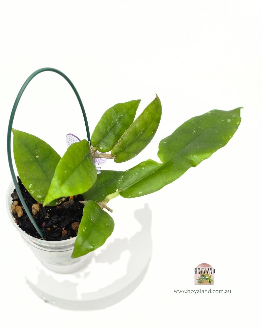 Hoya aff scortechinii red (3).jpg