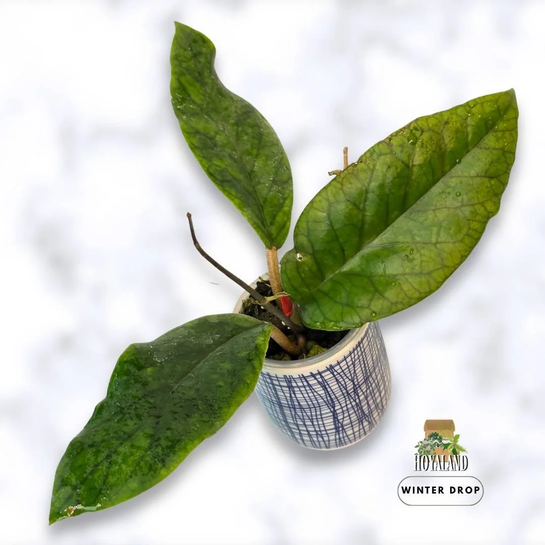 Hoya AH 032 Rare Collector Specimen | Large Leaf Potential