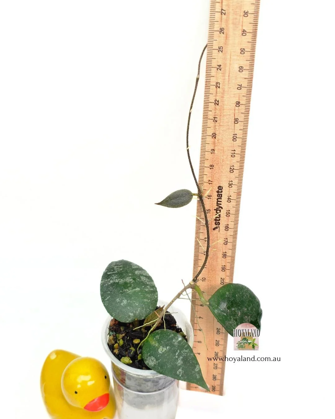 Hoya caudata a.jpg