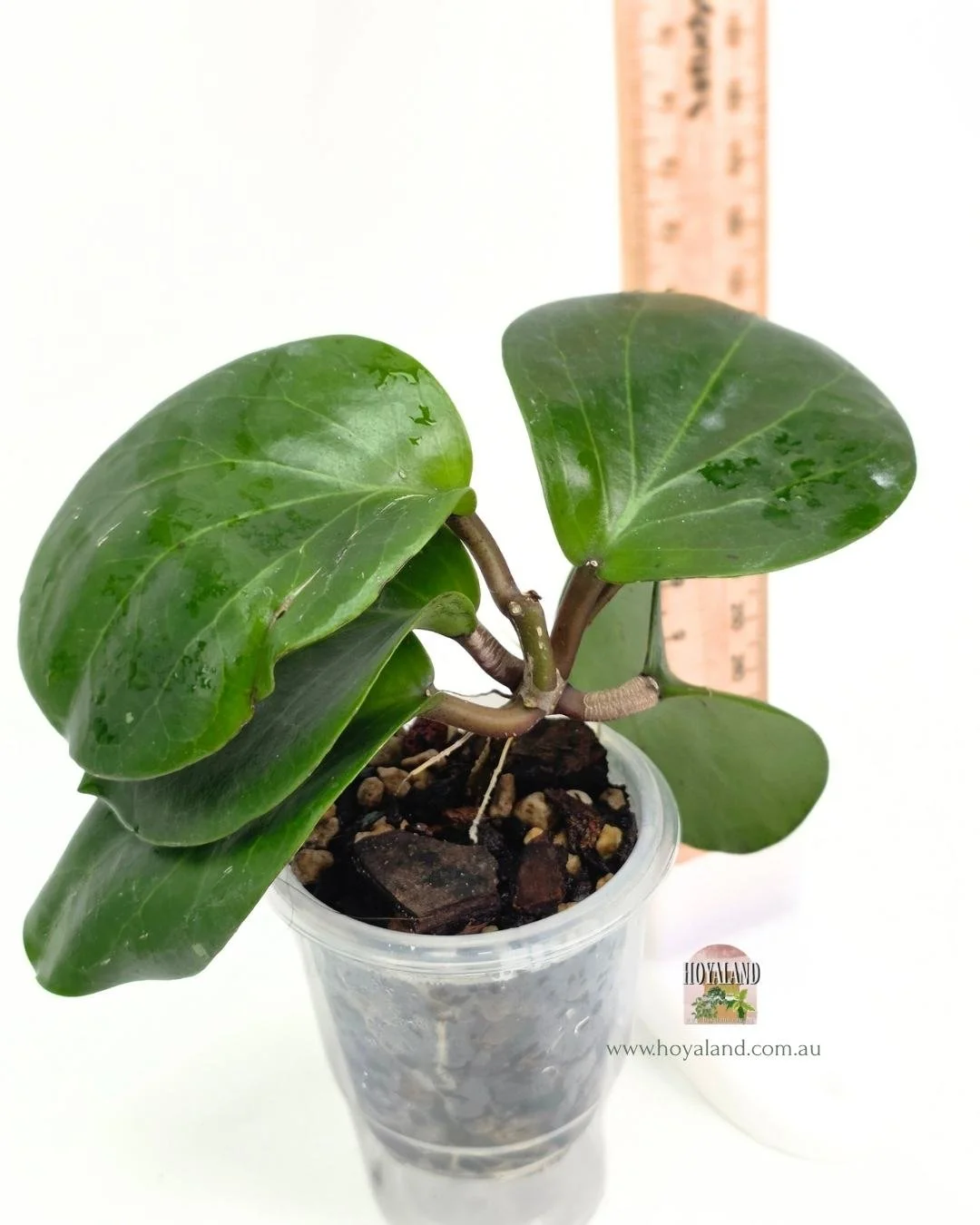 Hoya rhianon 2 (6).jpg