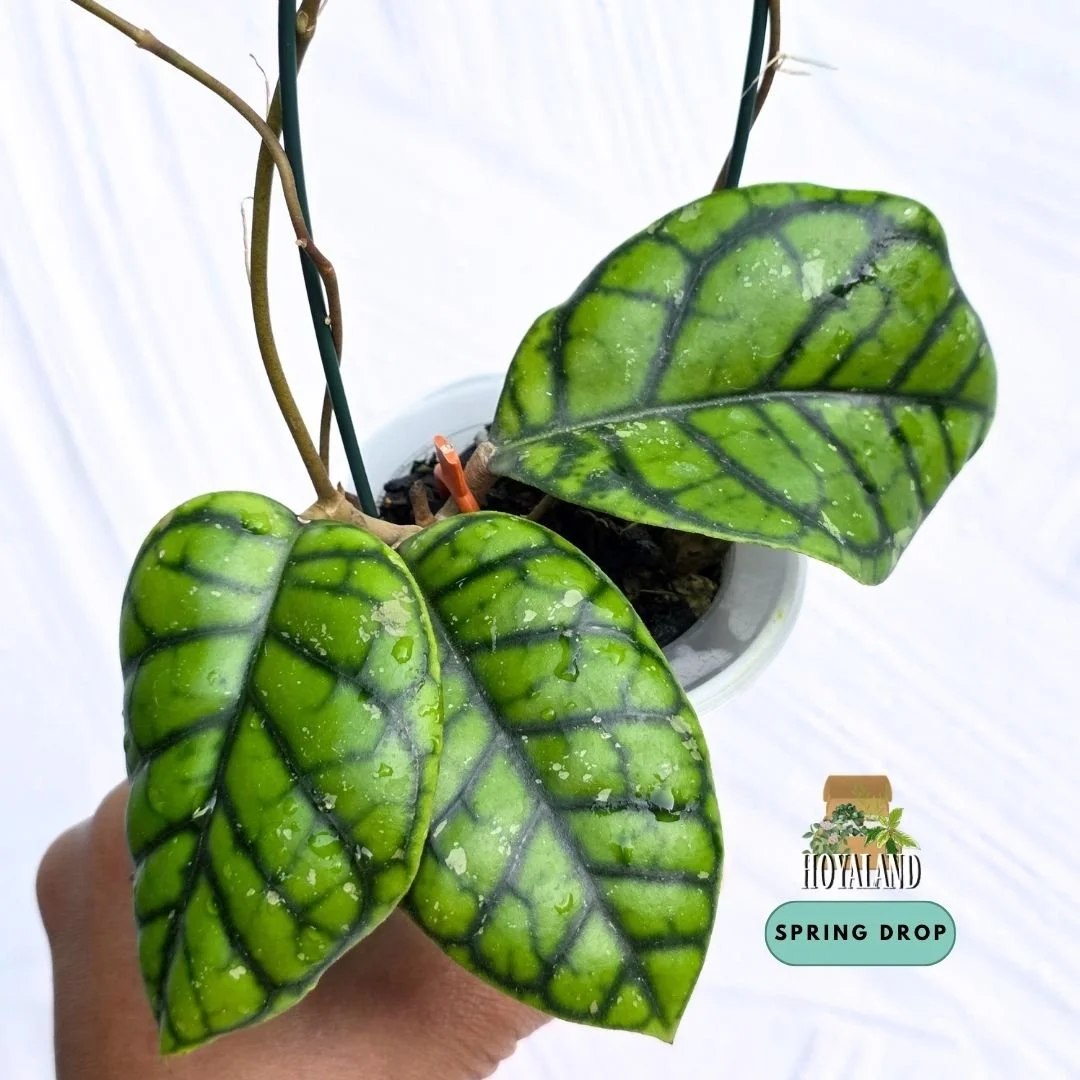Hoya caliistophylla chibi (1).jpg