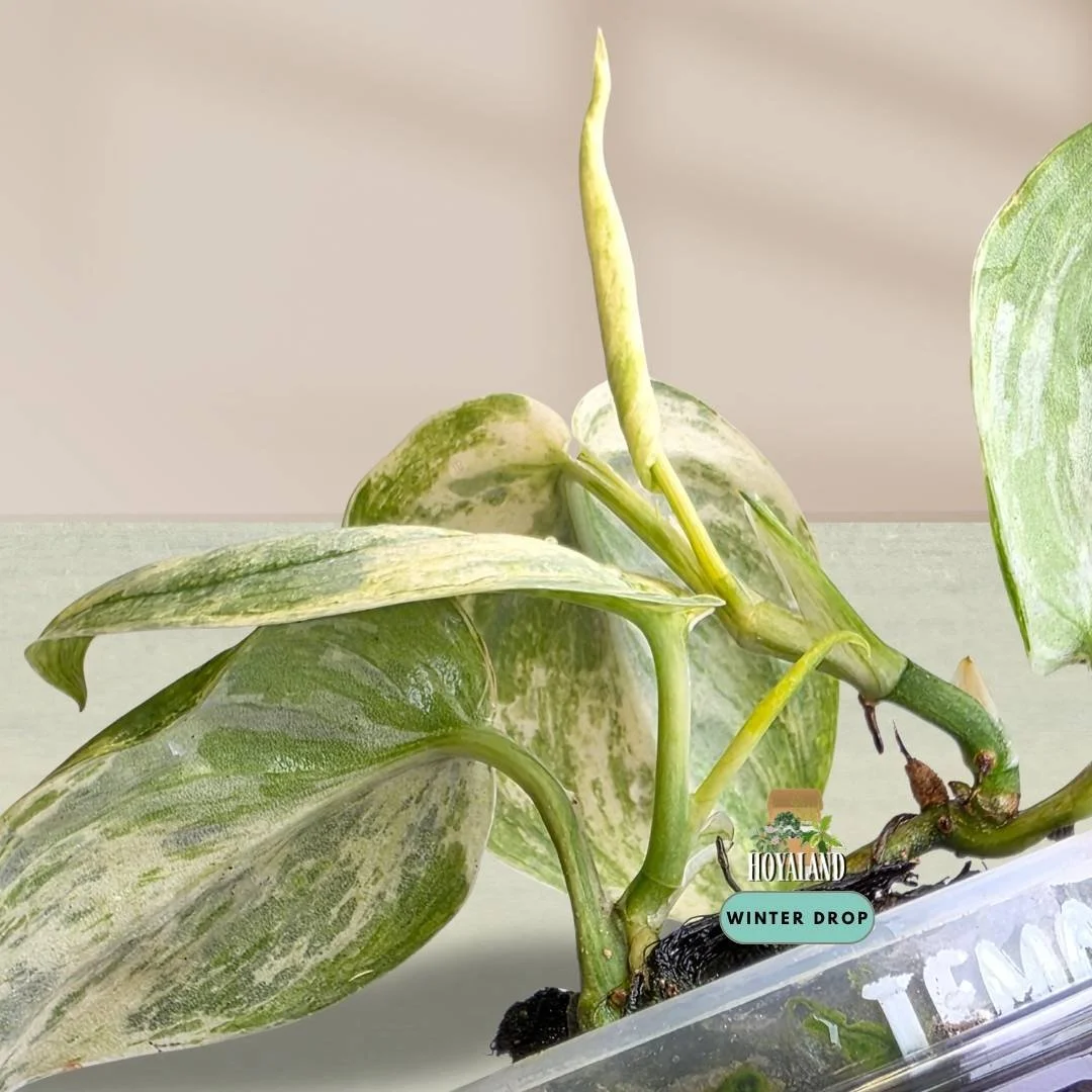 Established Scindapsus Tembaga with thick velvety leaves and iridescent copper metallic sheen