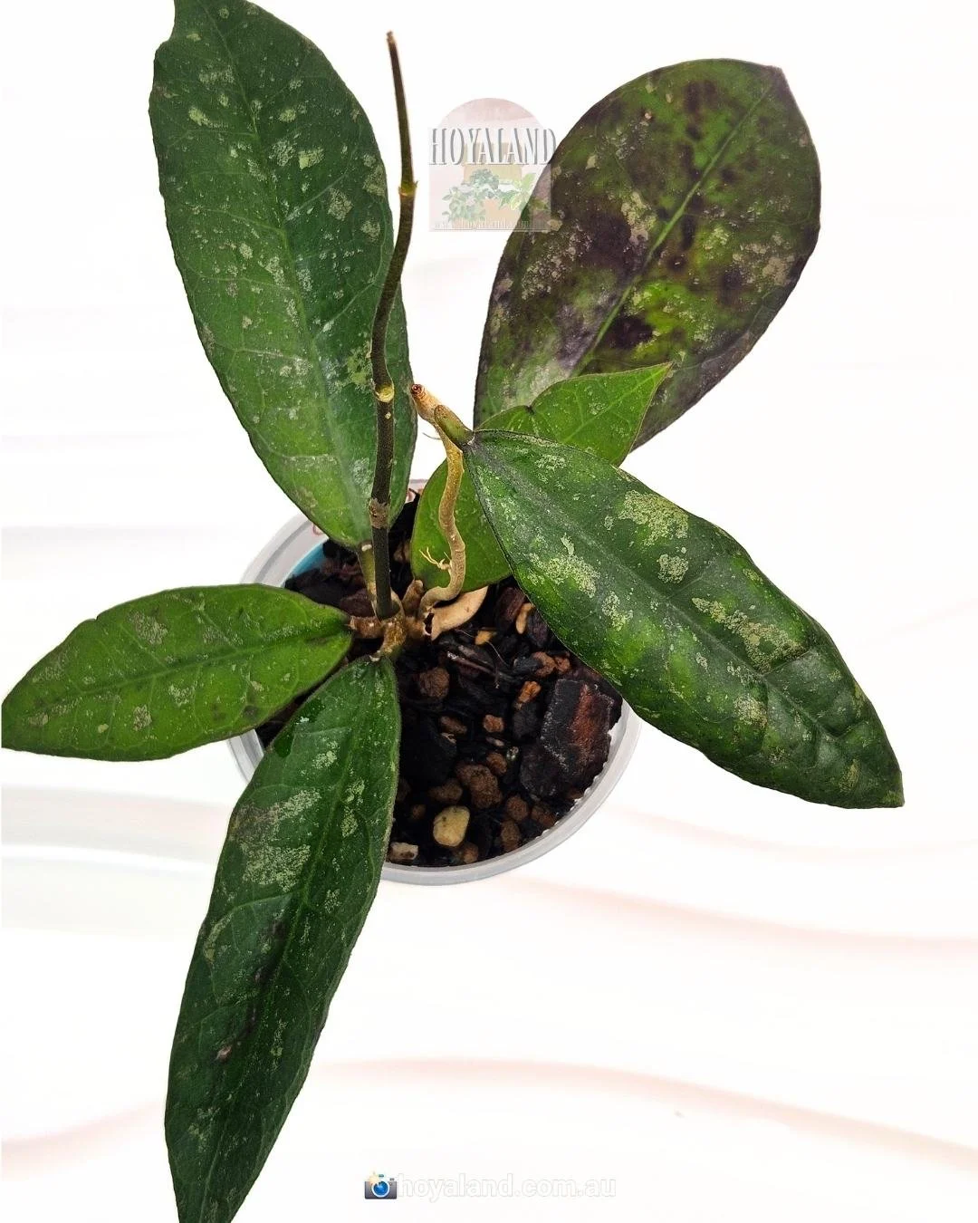 Hoya aff lambii (1).jpg