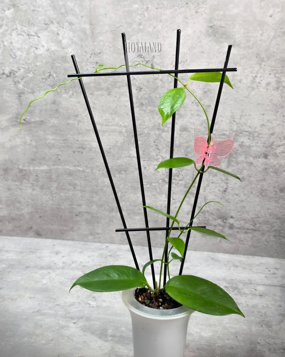 Hoyoa ovalau island.jpg