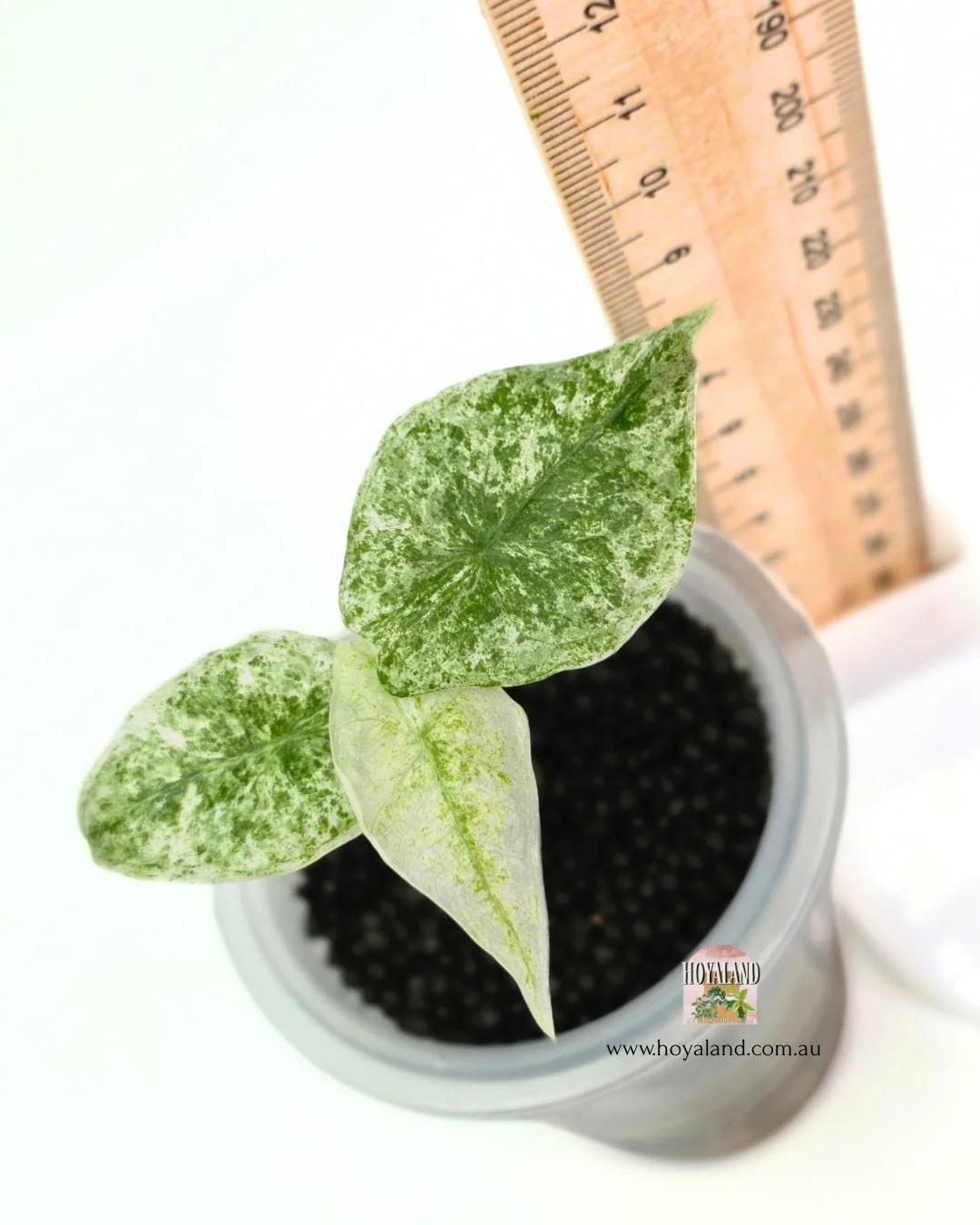 Alocasia longiloba marble (4).jpg