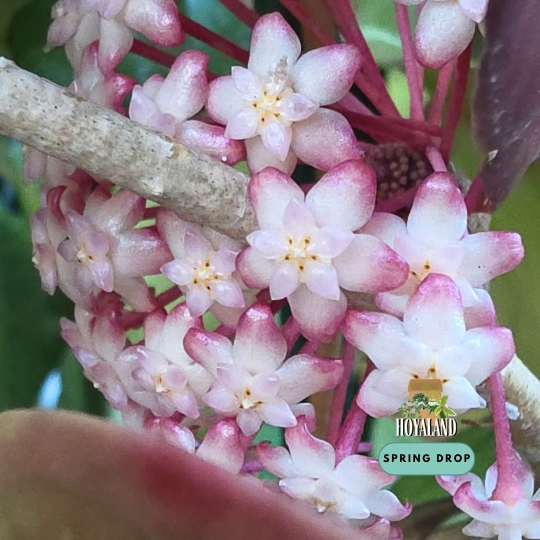 Established Hoya AH 138 Red Edge showing oversized thick leathery leaves with prominent structural veins, active climbing vine, and fiery crimson margins