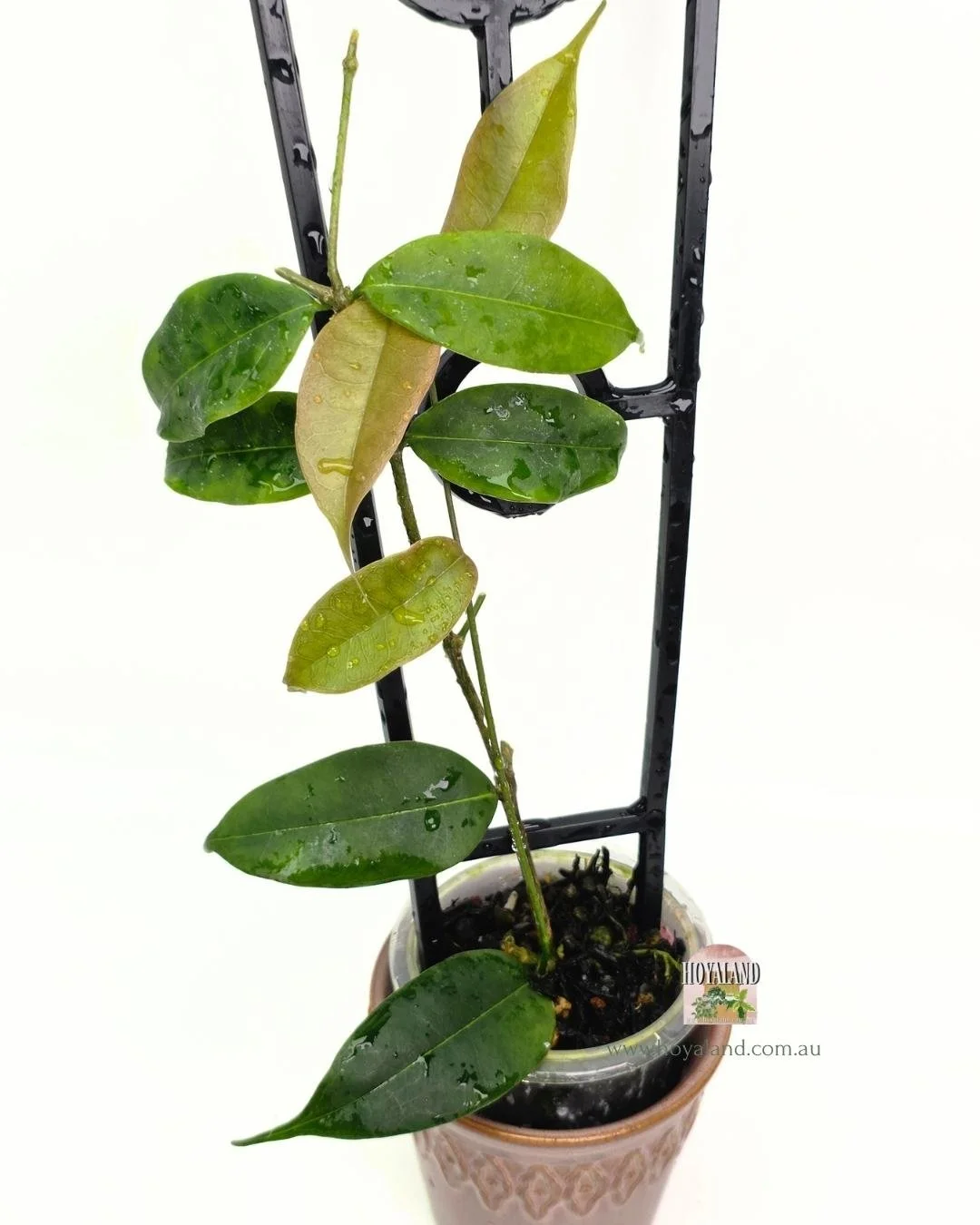 🍂  Hoya MEDUSA Plant for Sale | Unique flowers | Small