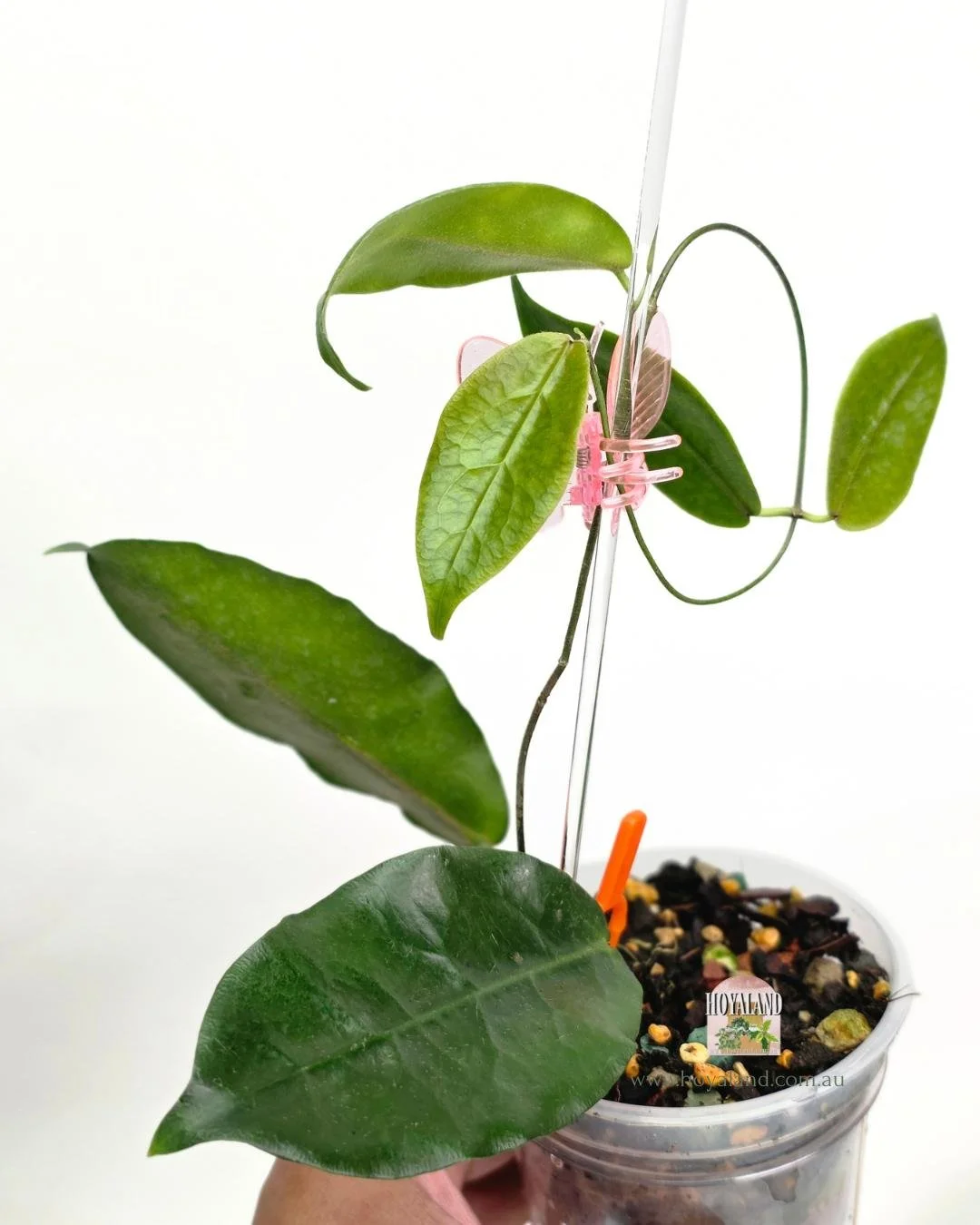 Hoya piestolepsis (3).jpg