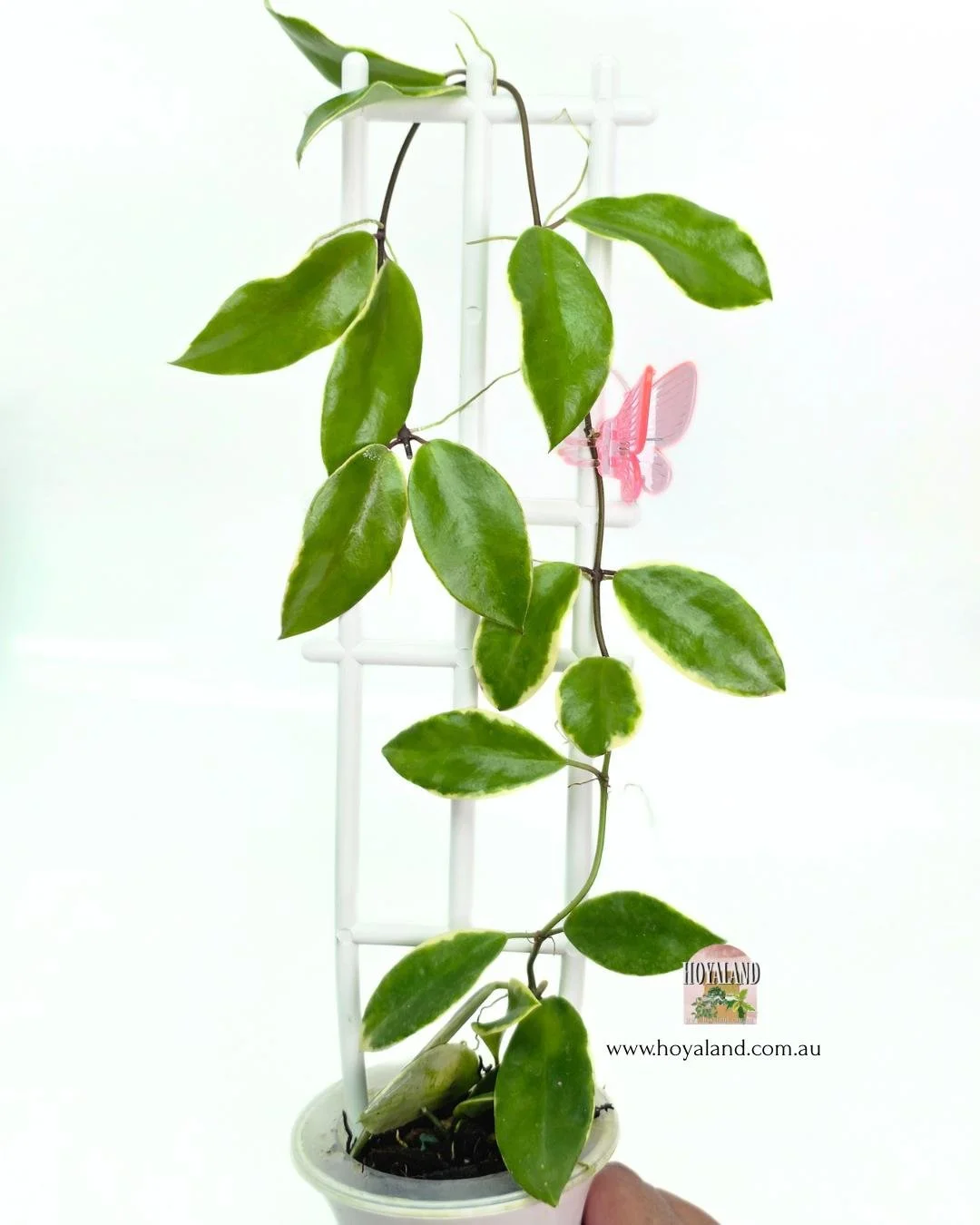 HoyA HALOPHILA.jpg