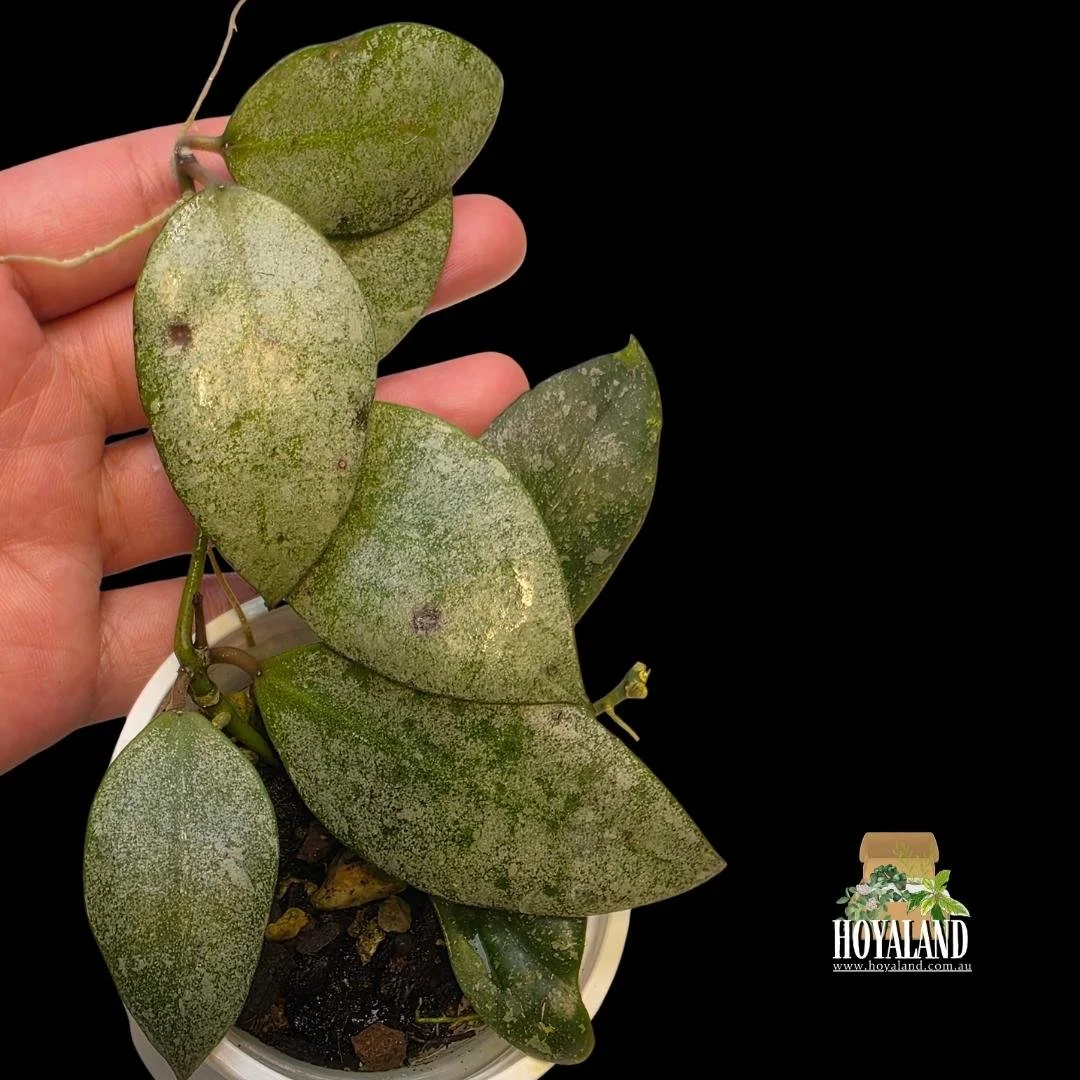 Hoya walliniana silver a (3).jpg