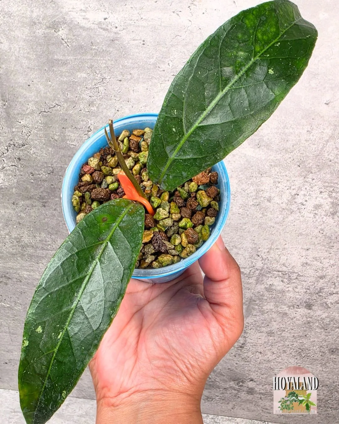🌞 Hoya sp Aceh 'Dragon Claw' | NEW | Very Rare  🎄