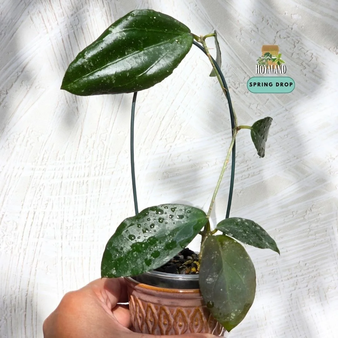 Hoya caudata x erythrina (3).jpg