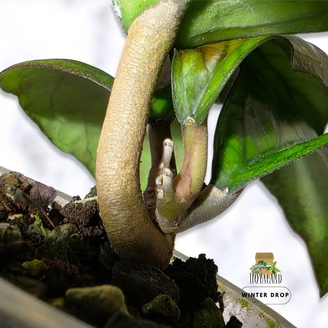 Hoya cv Elephant displaying extra large textured green leaves with active growth points