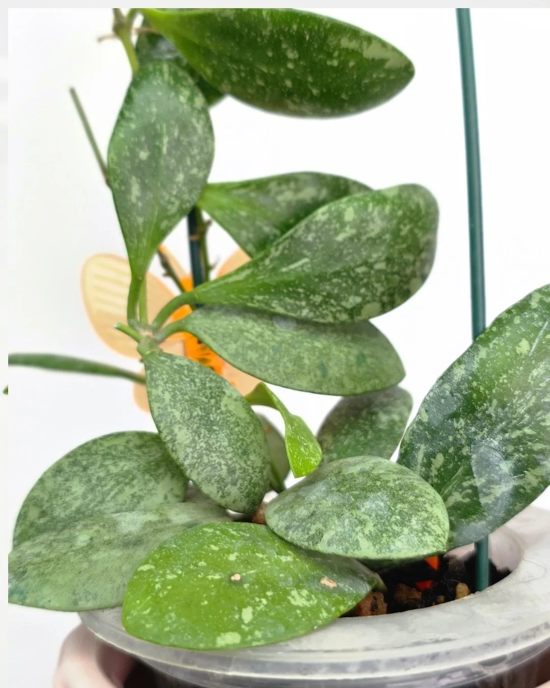 Hoya ETS 10 high splash (1).jpg