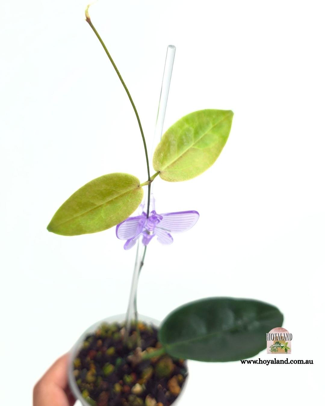 Hoya piestolepsis (5).jpg