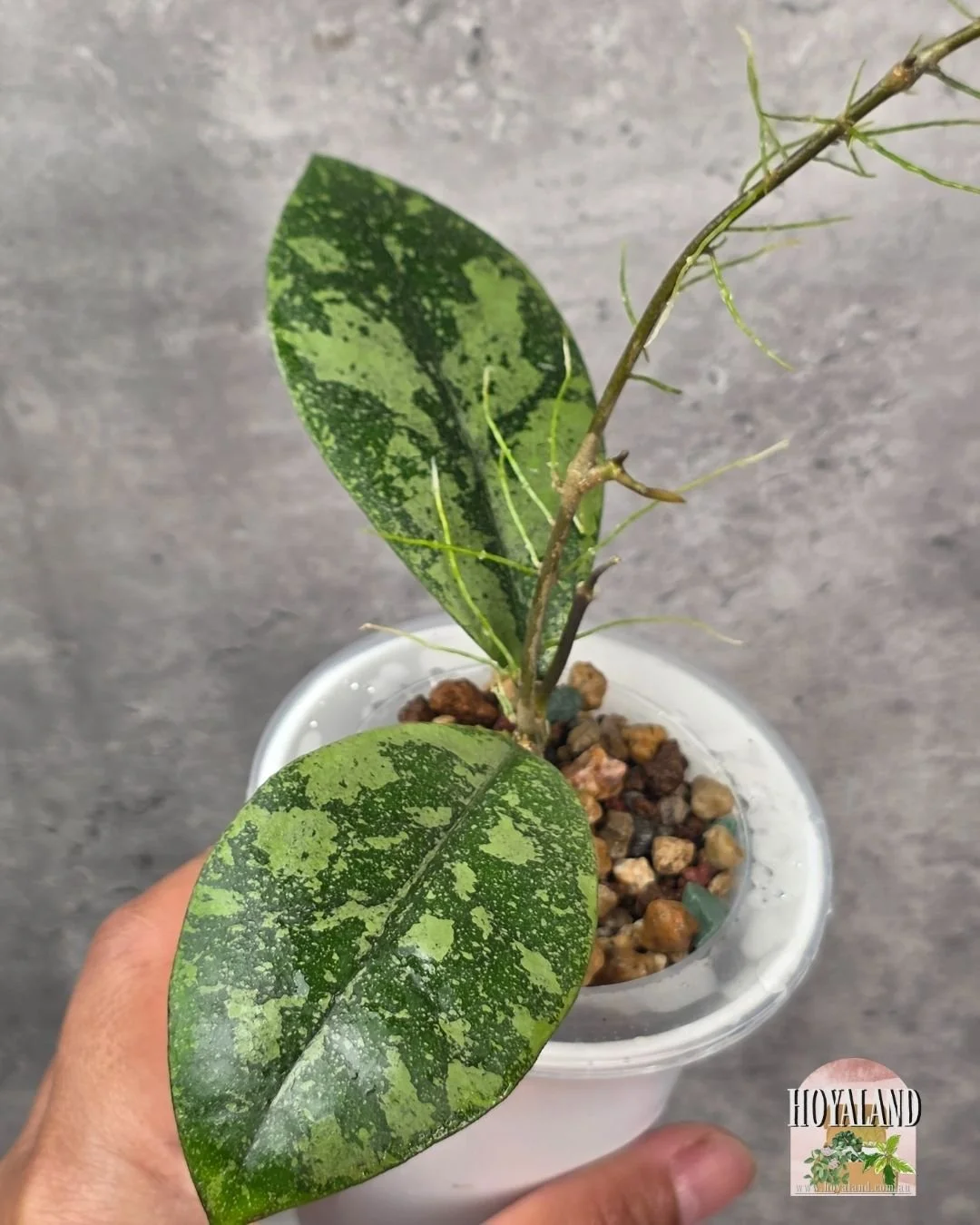 Hoya sp Kalbar Splash (5).jpg