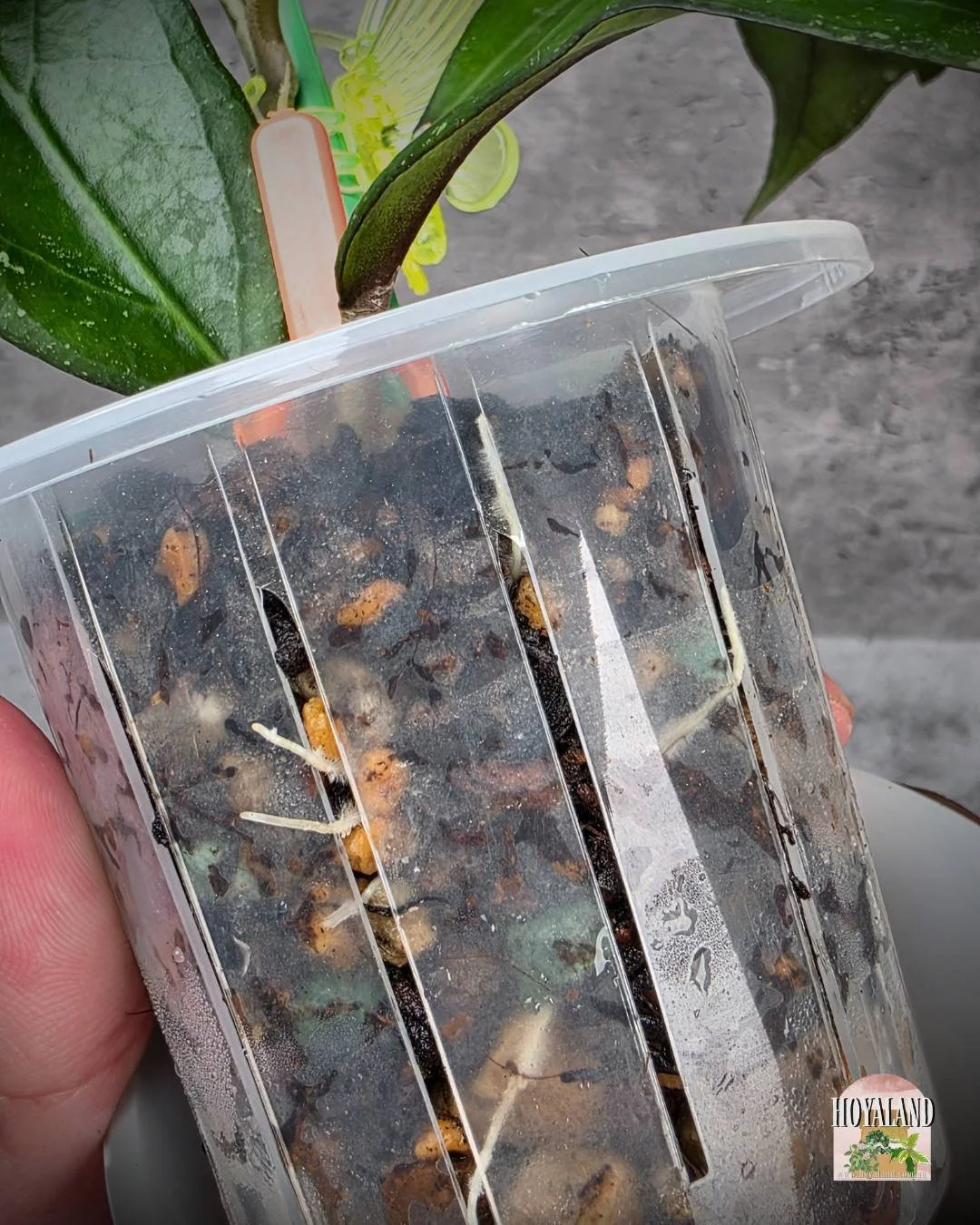 Hoya swiffers treat (5).jpg