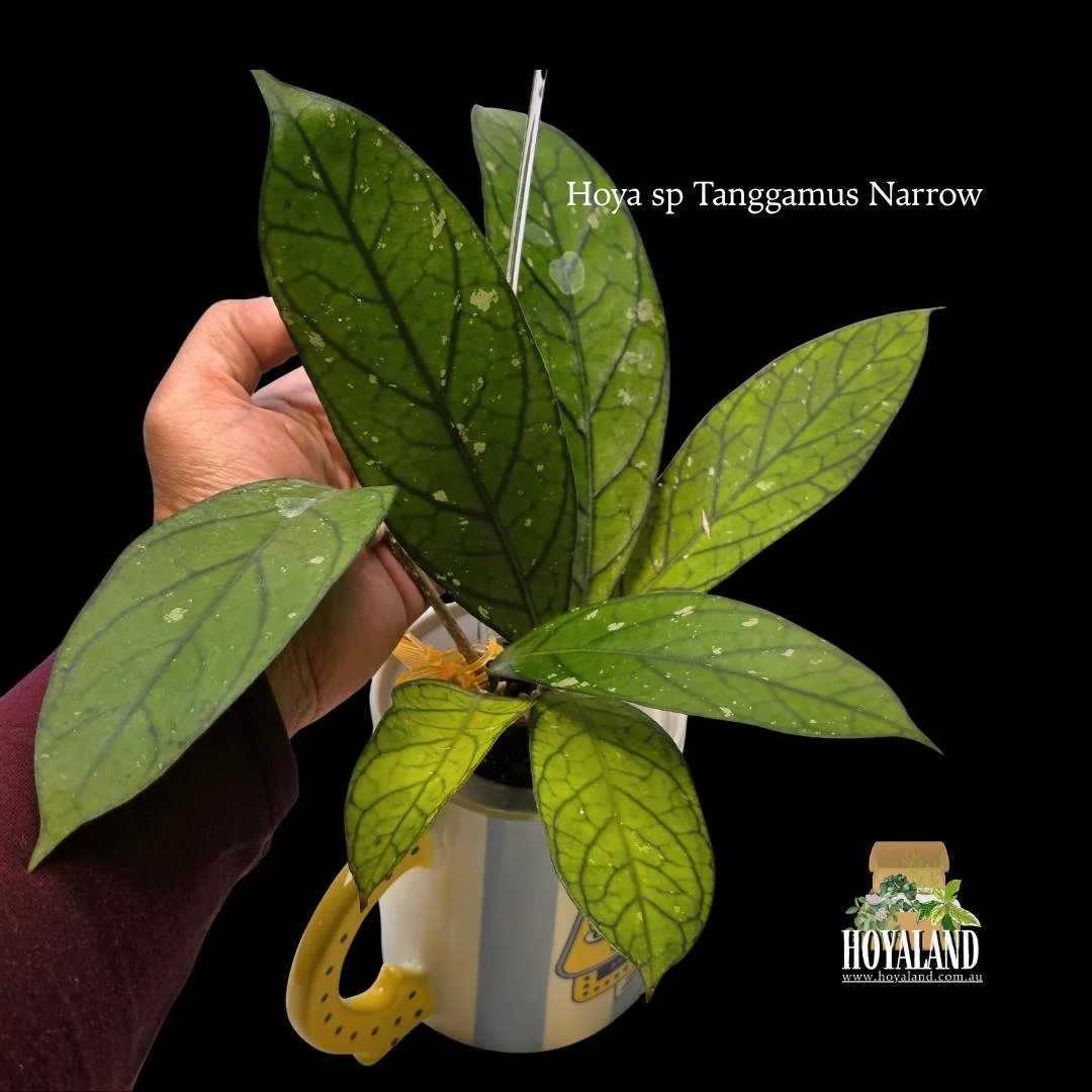 ⛄ Hoya sp Tanggamus | Narrow Leaf Form
