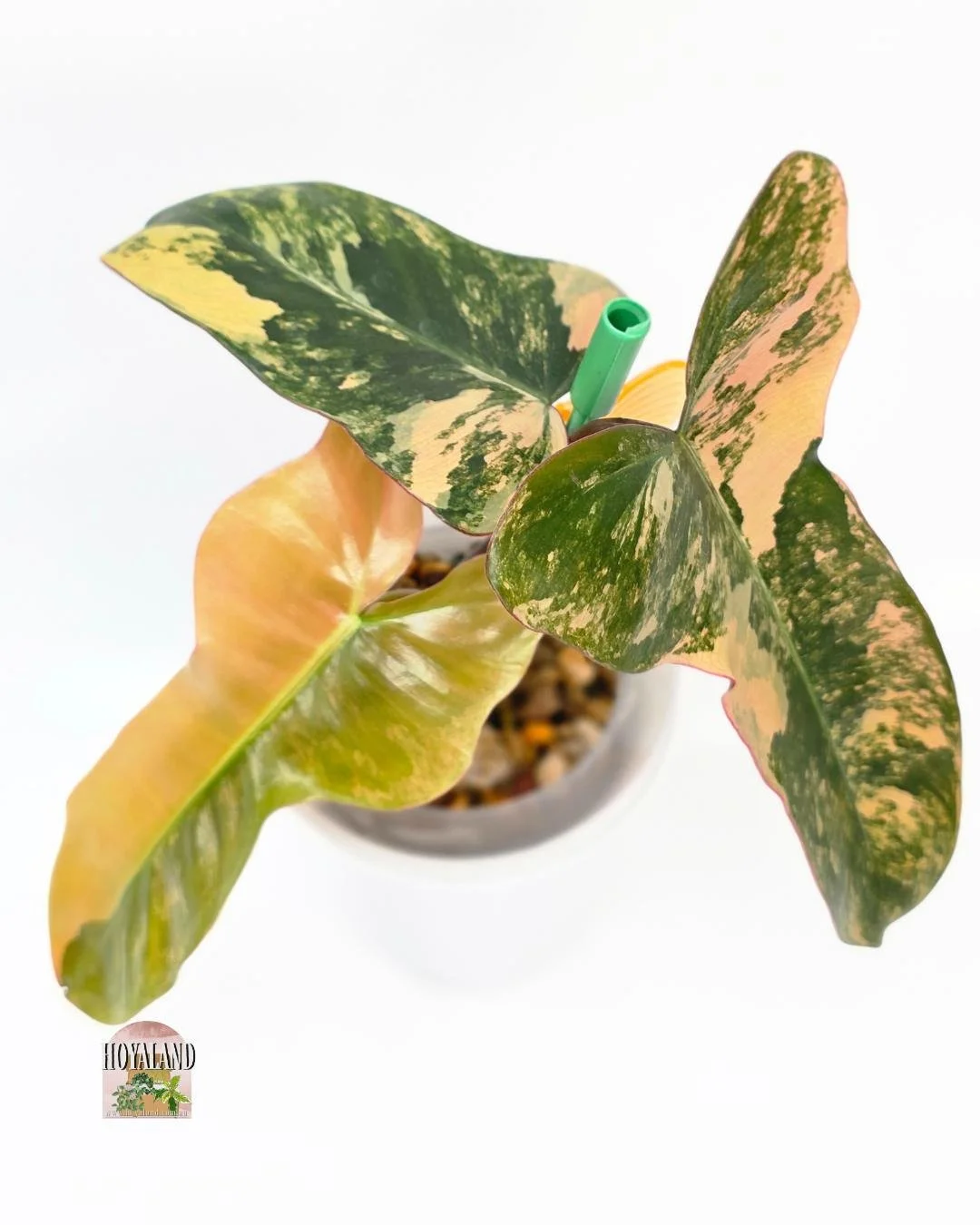 🌞 Philodendron 'Brown Beauty' Variegata - FB x Black Billie🩷