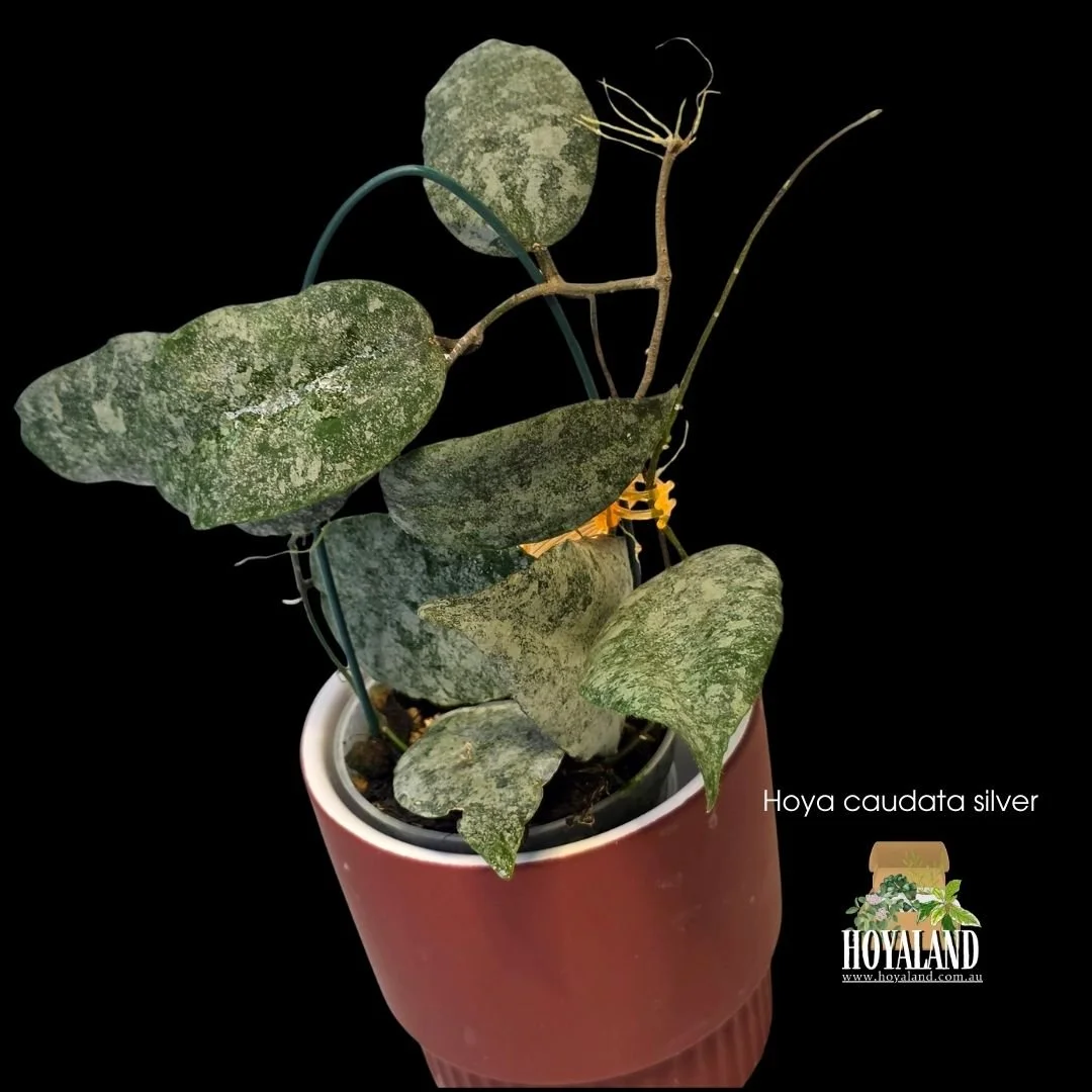 Hoya caudata silver (6).jpg
