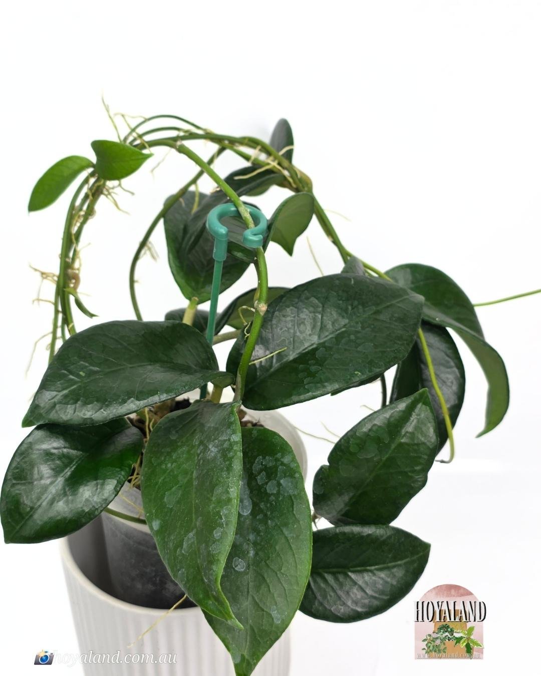 🌞 Hoya sp Timor Leste 🎄