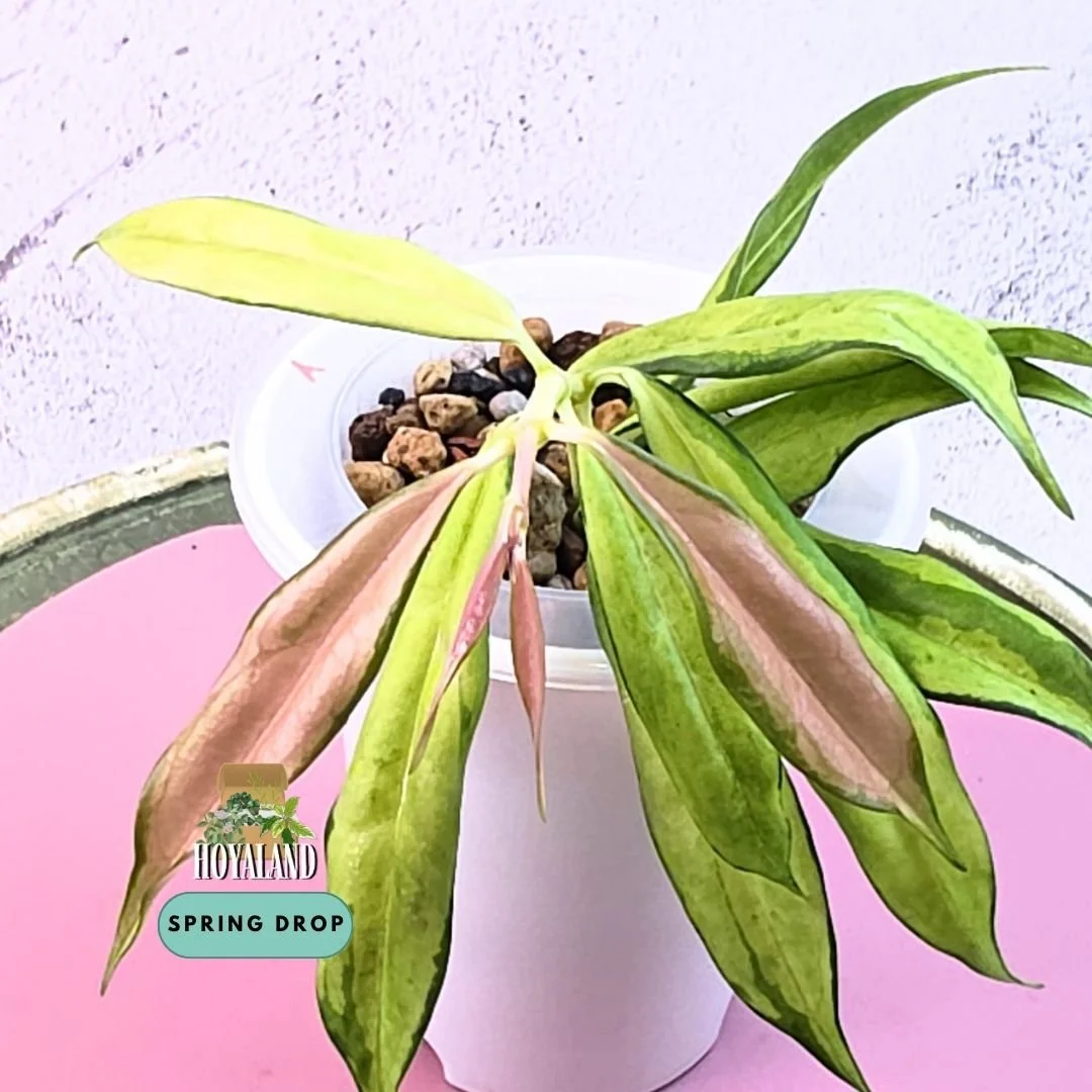 Hoya yingjiangensis variegata (14).jpg