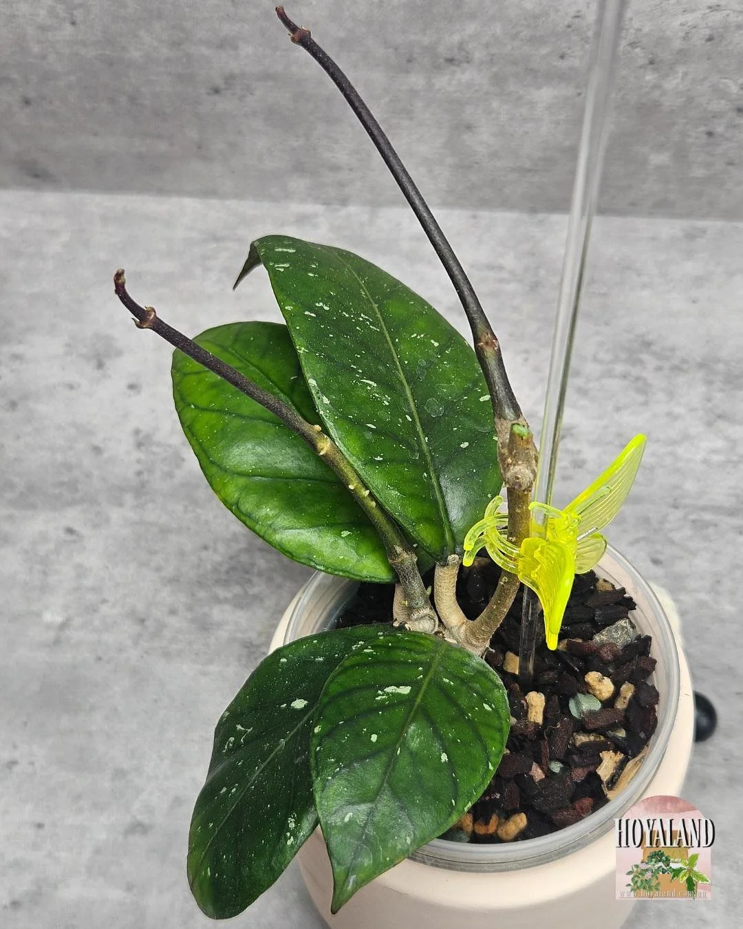 Hoya sp Aceh Army  (1).jpg