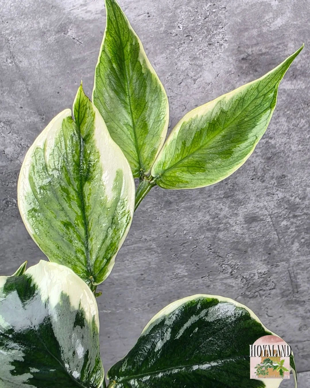 Hoya polyneura diem fairy (7).jpg