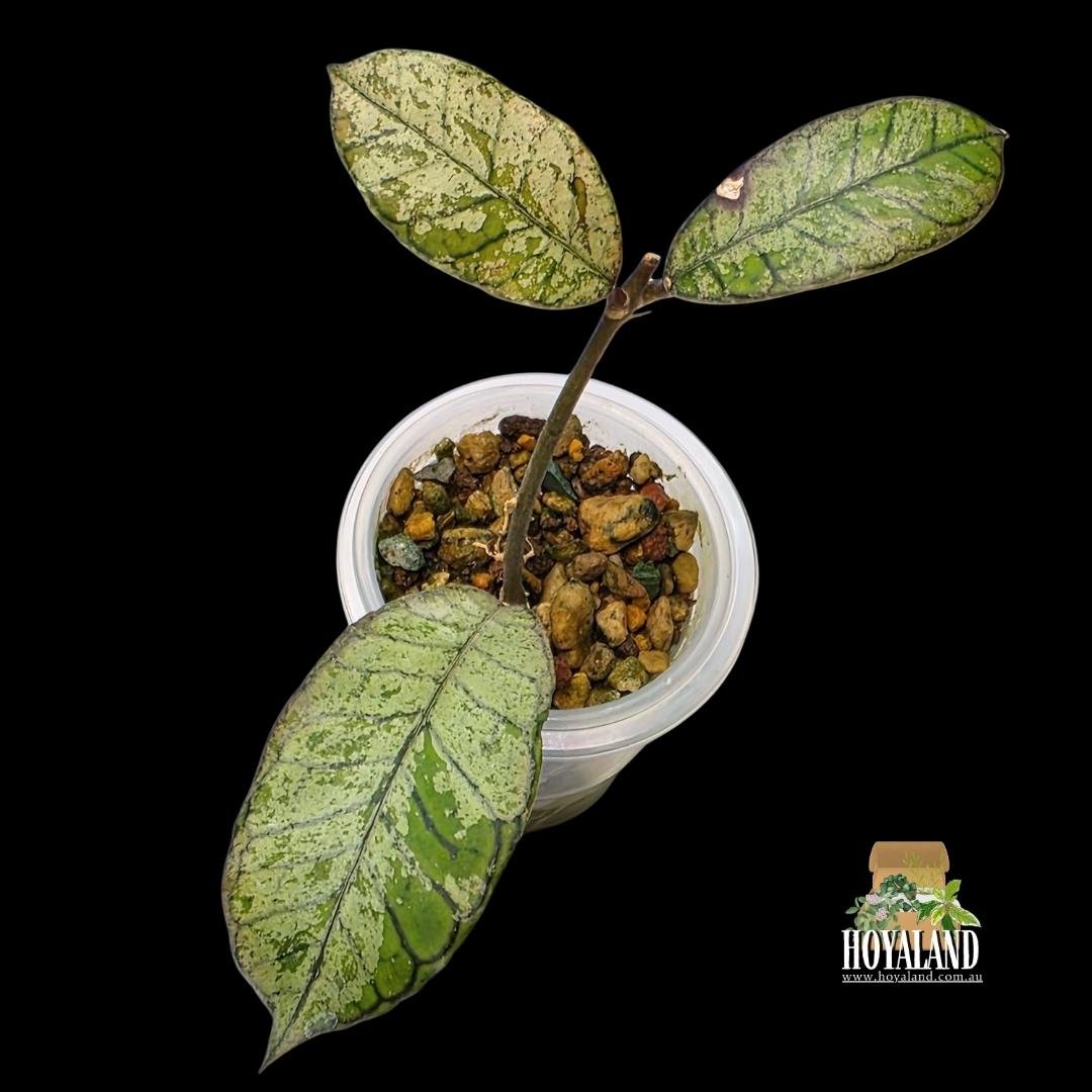 ⛄ Hoya Gunung Gading 'Silver' | Stable High Silver Variegation | Small