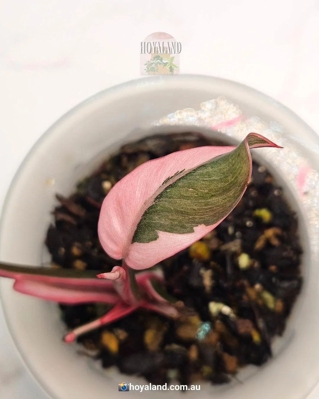 Pink princess mutation (3).jpg