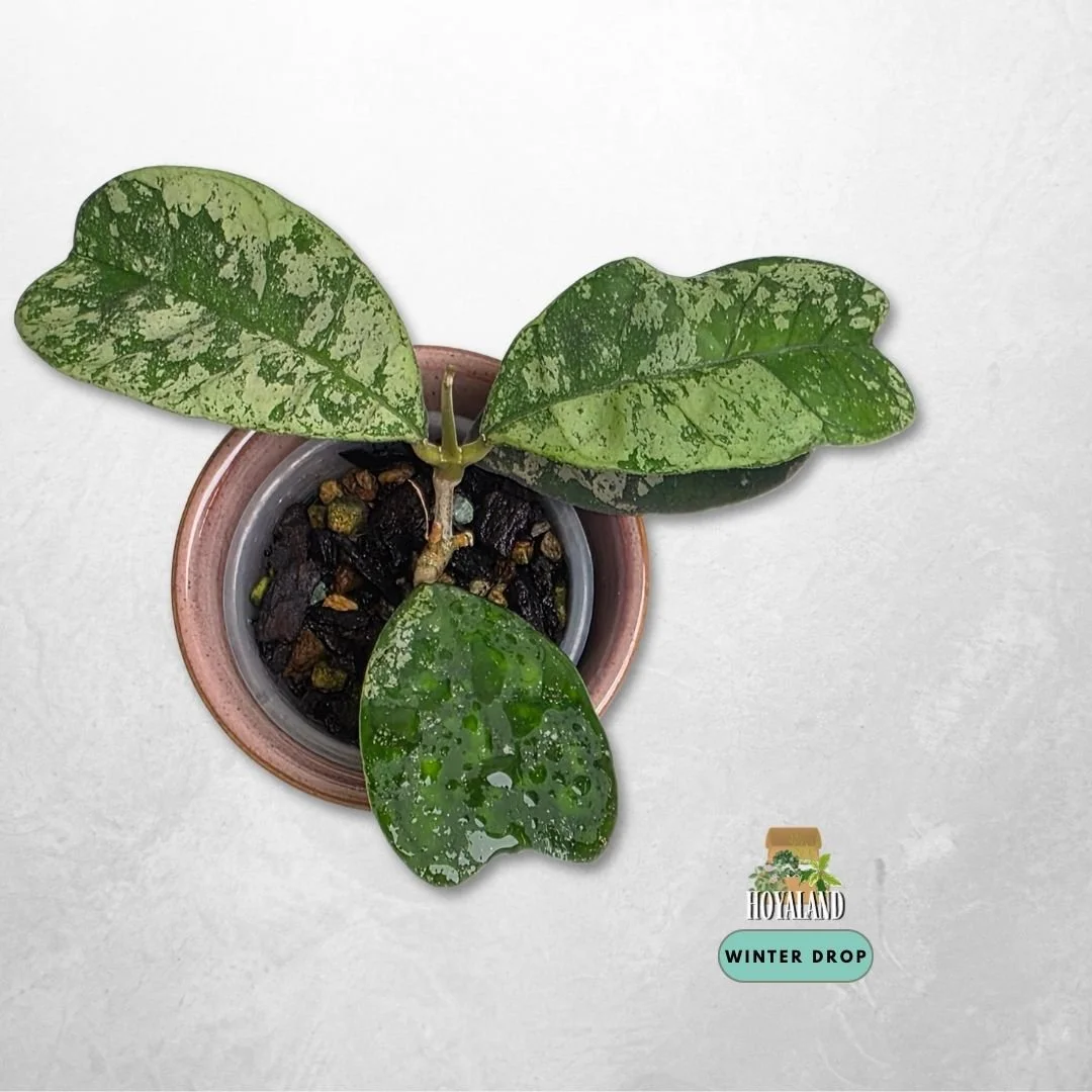 Established Hoya deykeae Morning Dew showing heart shaped leaves with silver splash