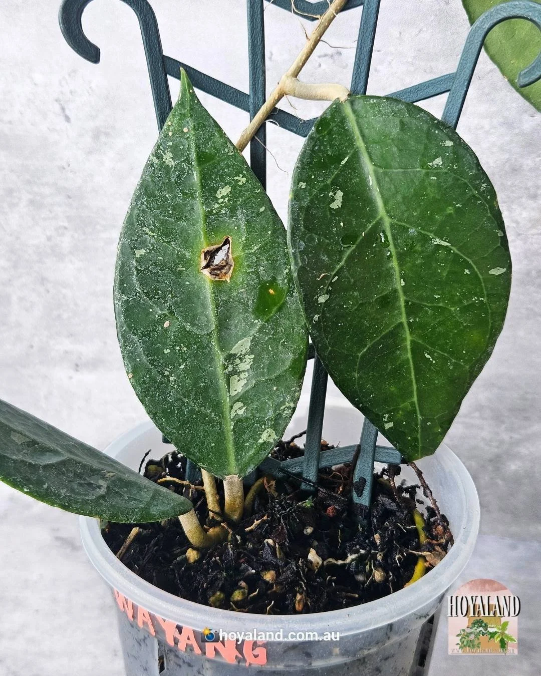 Hoya wayang  (3).jpg