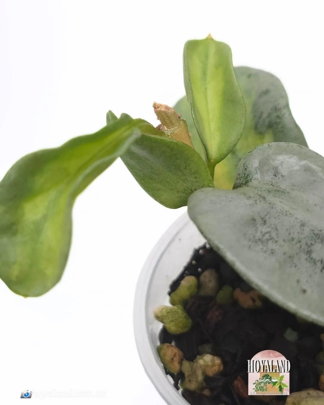 🌞 Hoya Carnosa Argentea Princess Rare B 🩷