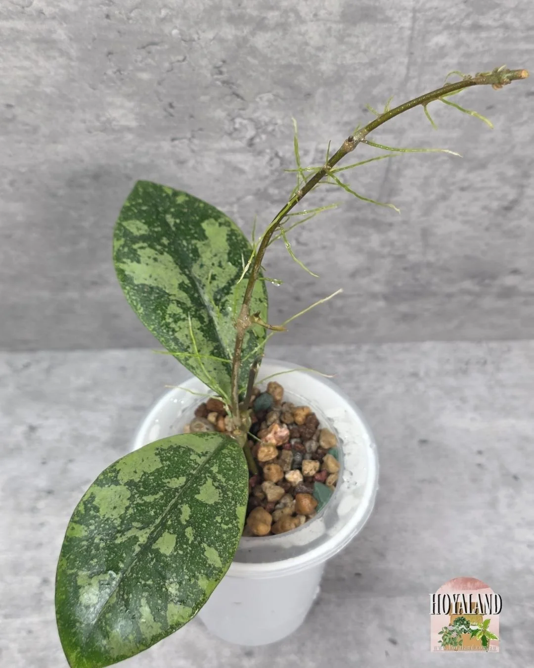 Hoya sp Kalbar Splash (4).jpg