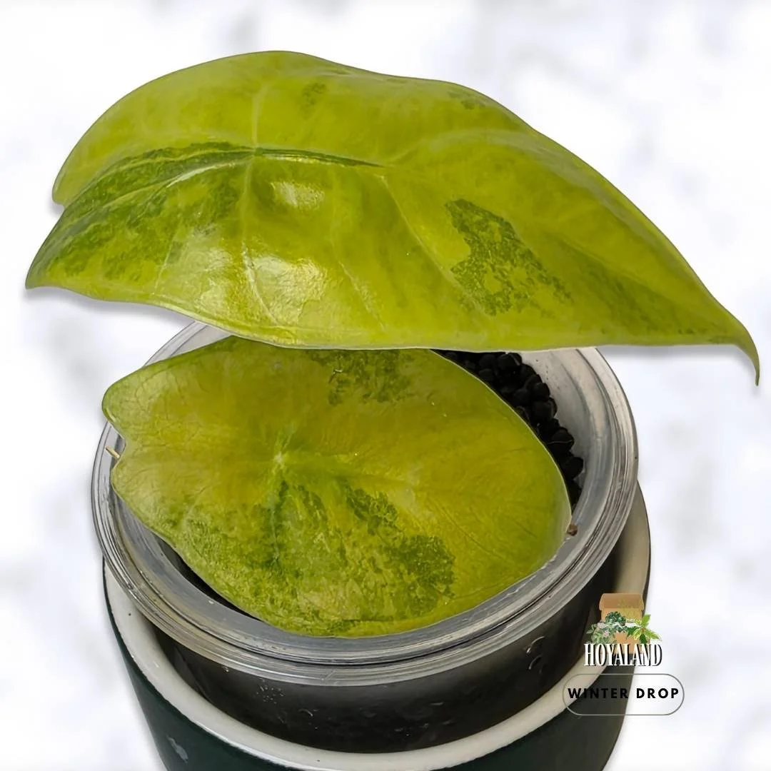 alocasia-golden-lemon-variegated-houseplant (4).jpg