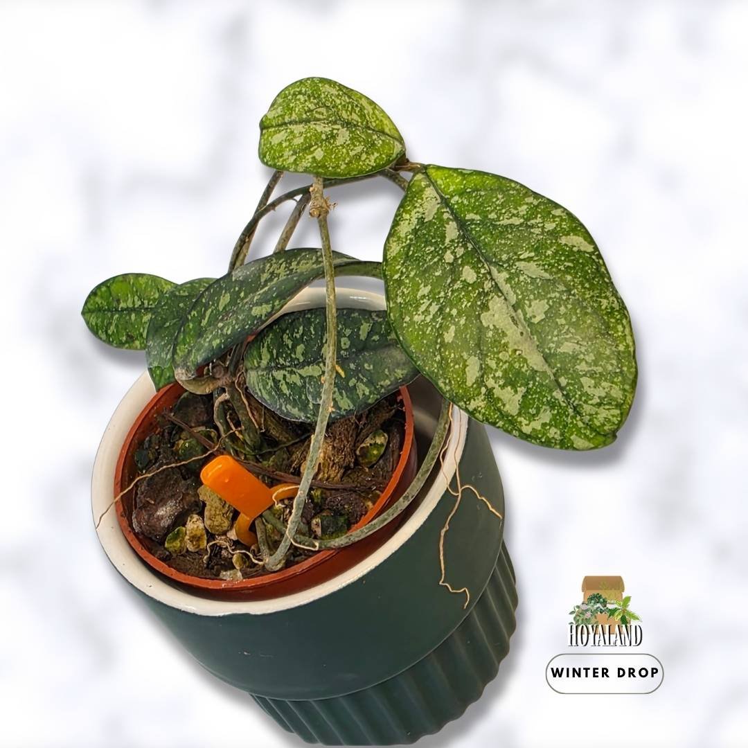 A lush Hoya crassipetiolata Splash showcasing speckled silver leaves and prominent dark green veins.