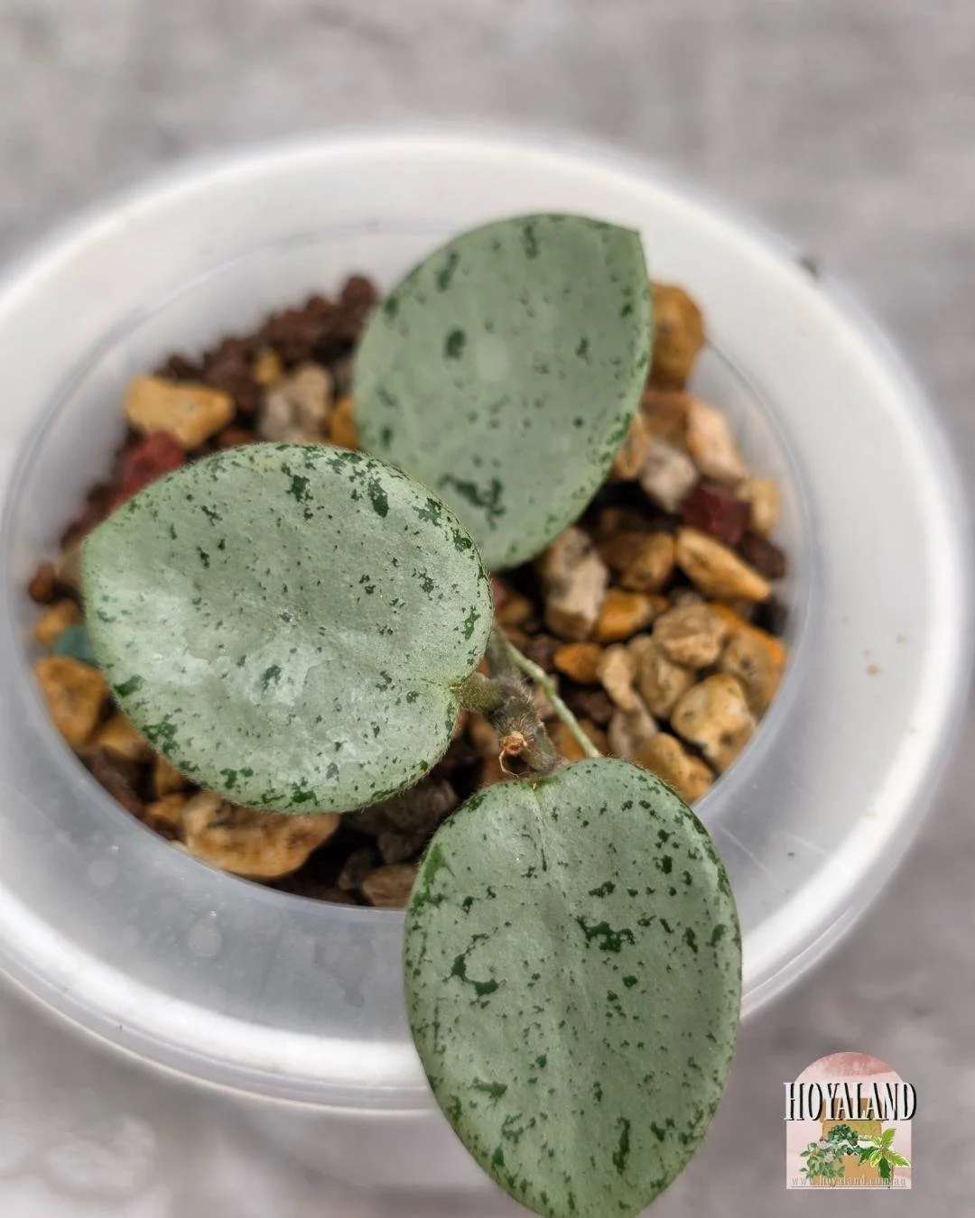 Hoya Grey Fairy B (5).jpg