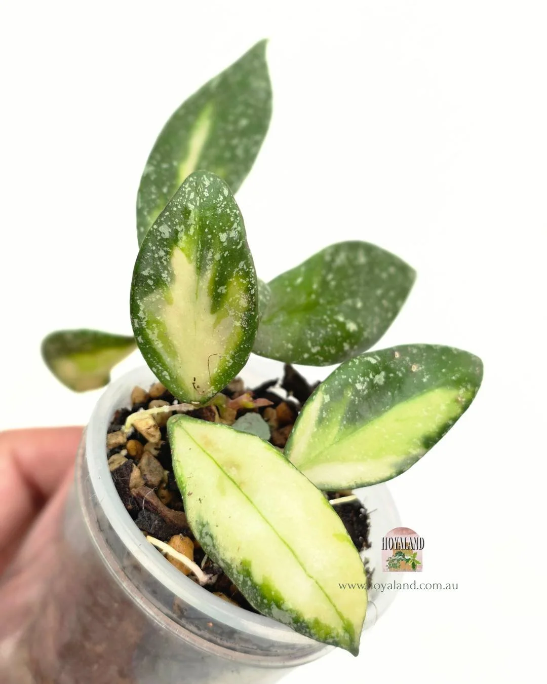 🍂 Rare Hoya Nabawanensis Variegata 2 GROWTH POINTS