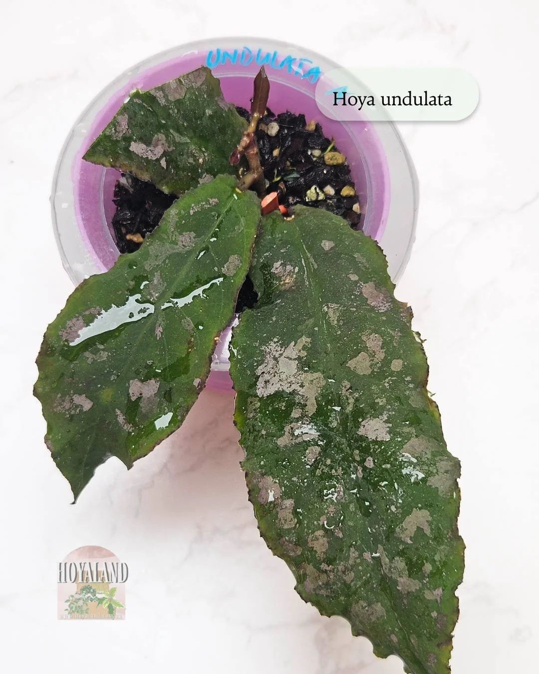 Hoya undulata | Undulating Leaves | Collector's Hoya | Hoyaland B ☘️